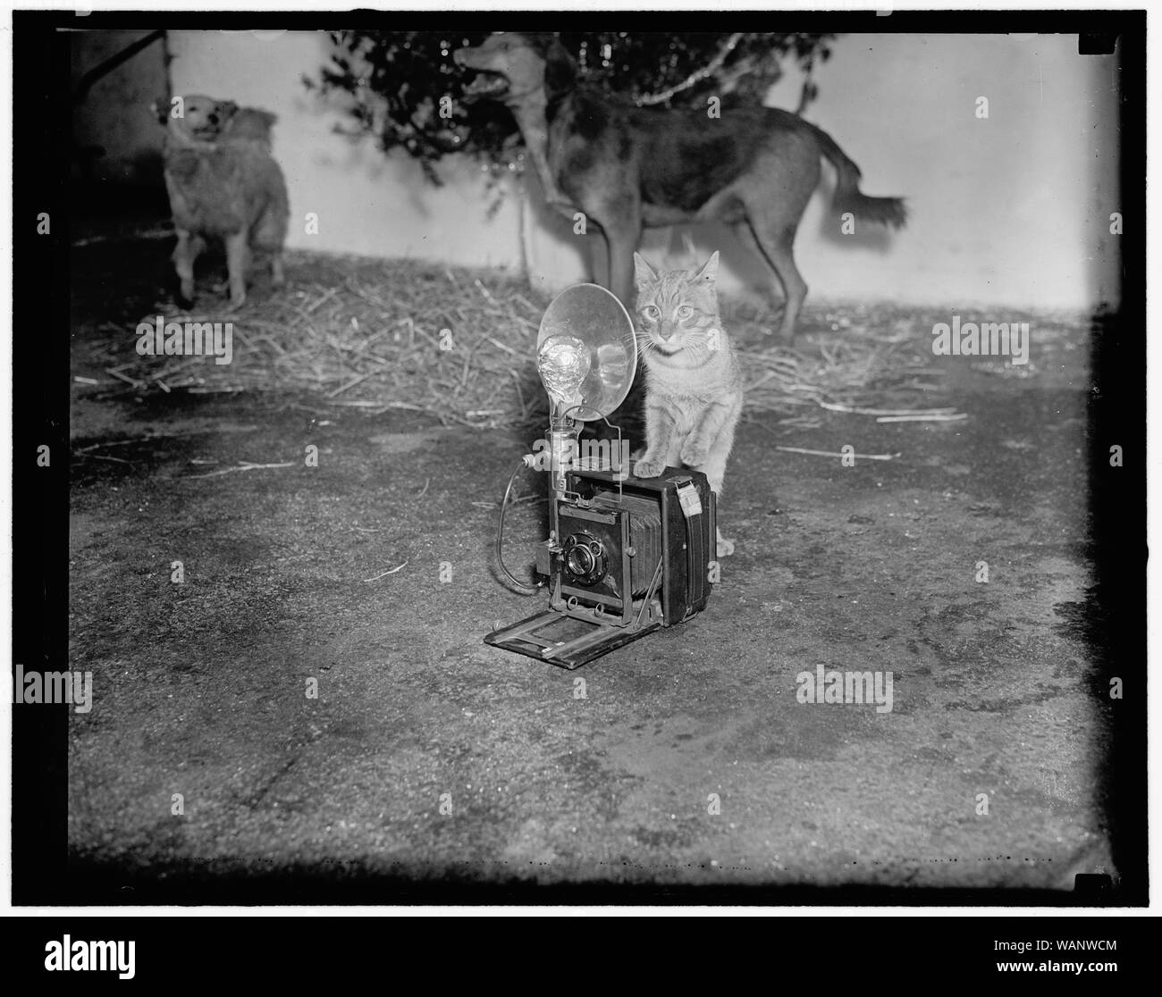 Tom curieux. Washington, D.C., le 23 décembre. La curiosité a tué le chat, mais Tom, animal préféré au livre de Washington, semble prêt à prendre une chance alors qu'il inspecte la petite boîte noire du caméraman. Les chats errants et les chiens à la livre ont eu une fête de Noël aujourd'hui par l'poundmaster, Frank B. Marks Banque D'Images