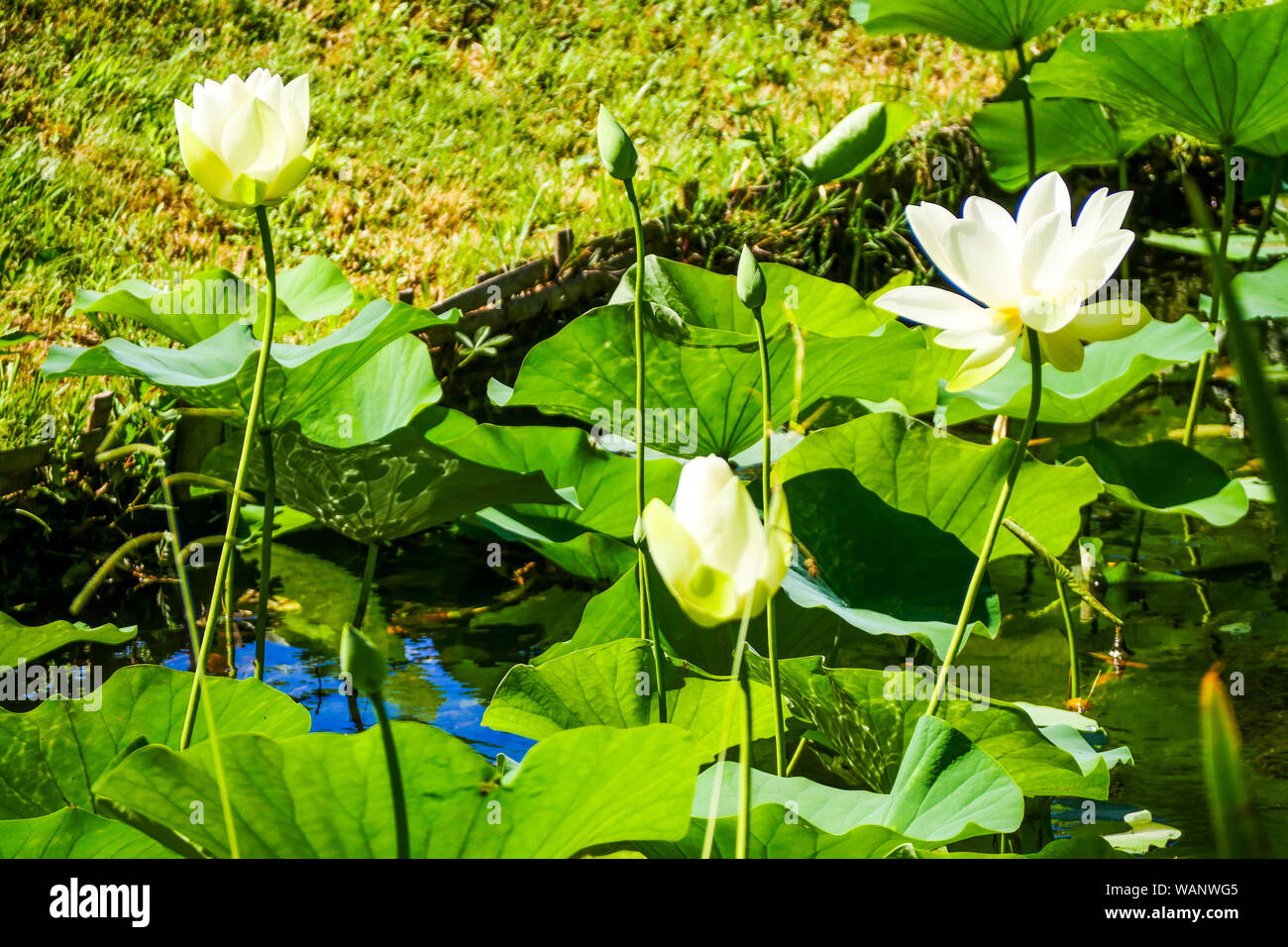 Lotus Sacré, La Bambouseraie - Prafrance Bamboo park,, Anduze, Gard, France Banque D'Images