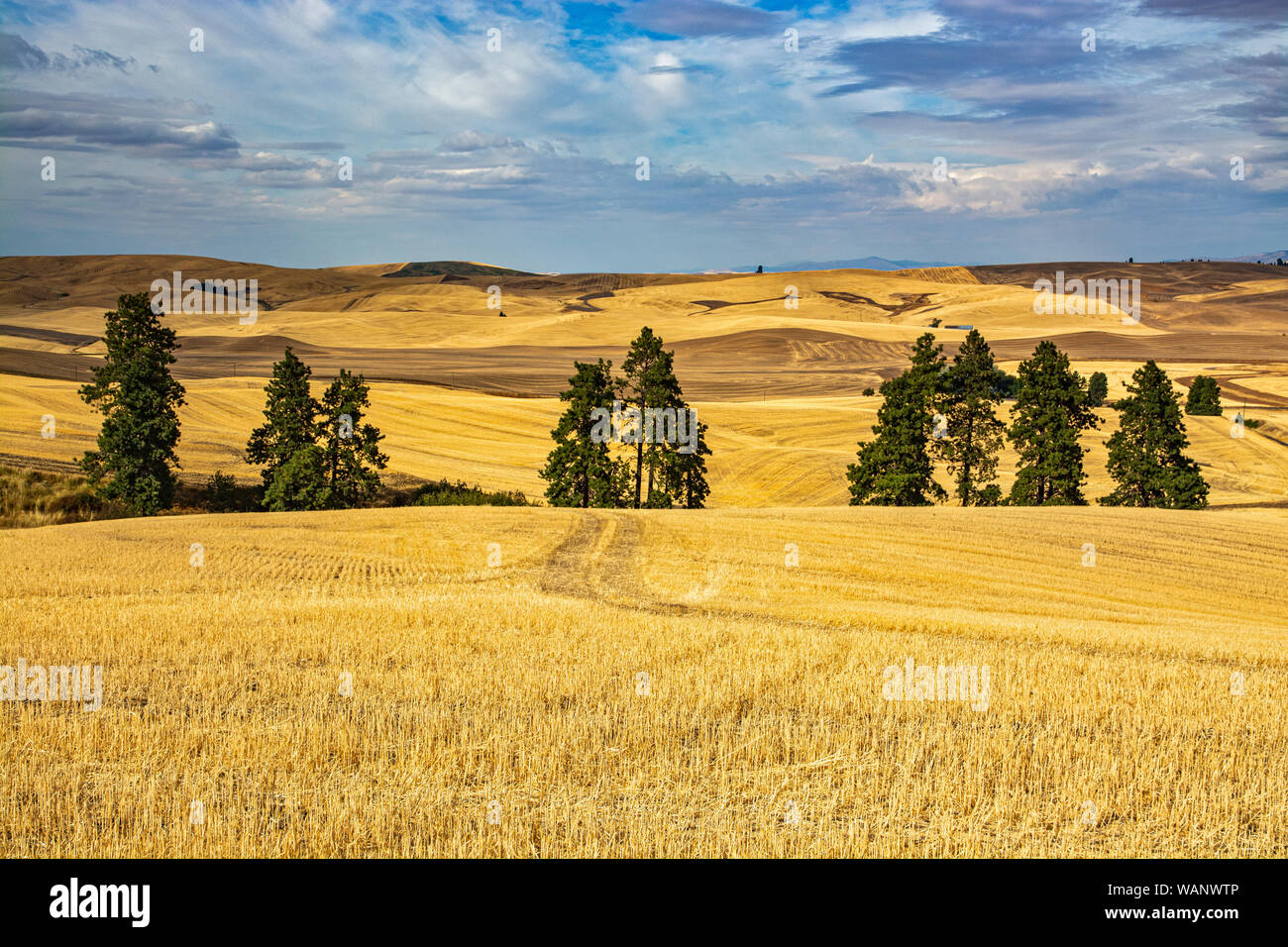 Washington, Région de Palouse, Kamiak Butte County Park, vues, saison d'automne, des champs de blé après la récolte Banque D'Images