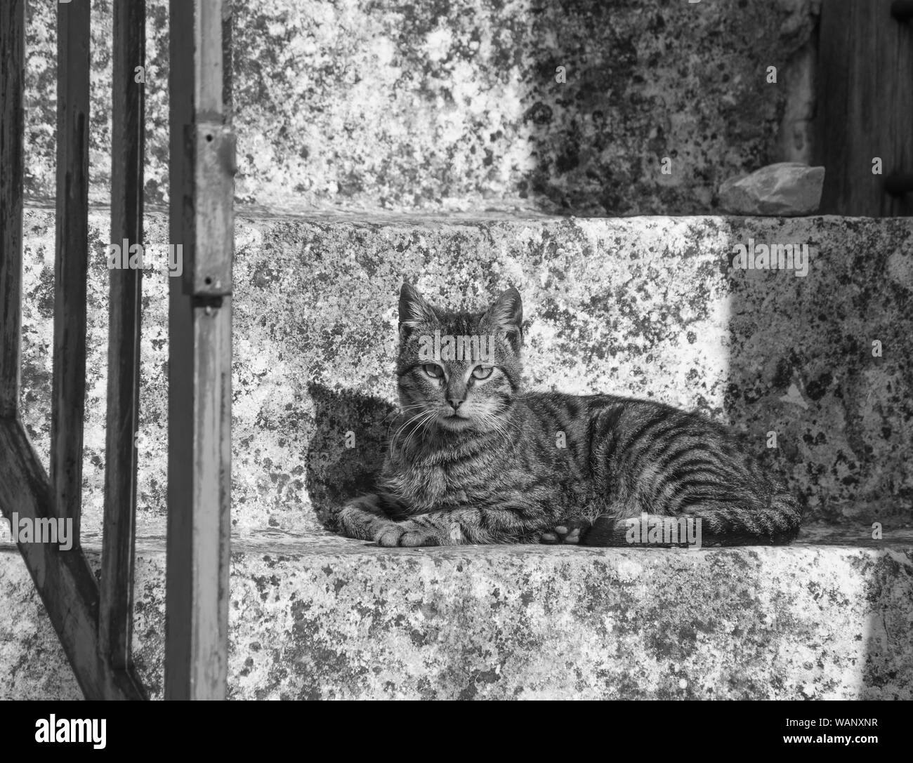 Photo en noir et blanc d'un chat Banque D'Images