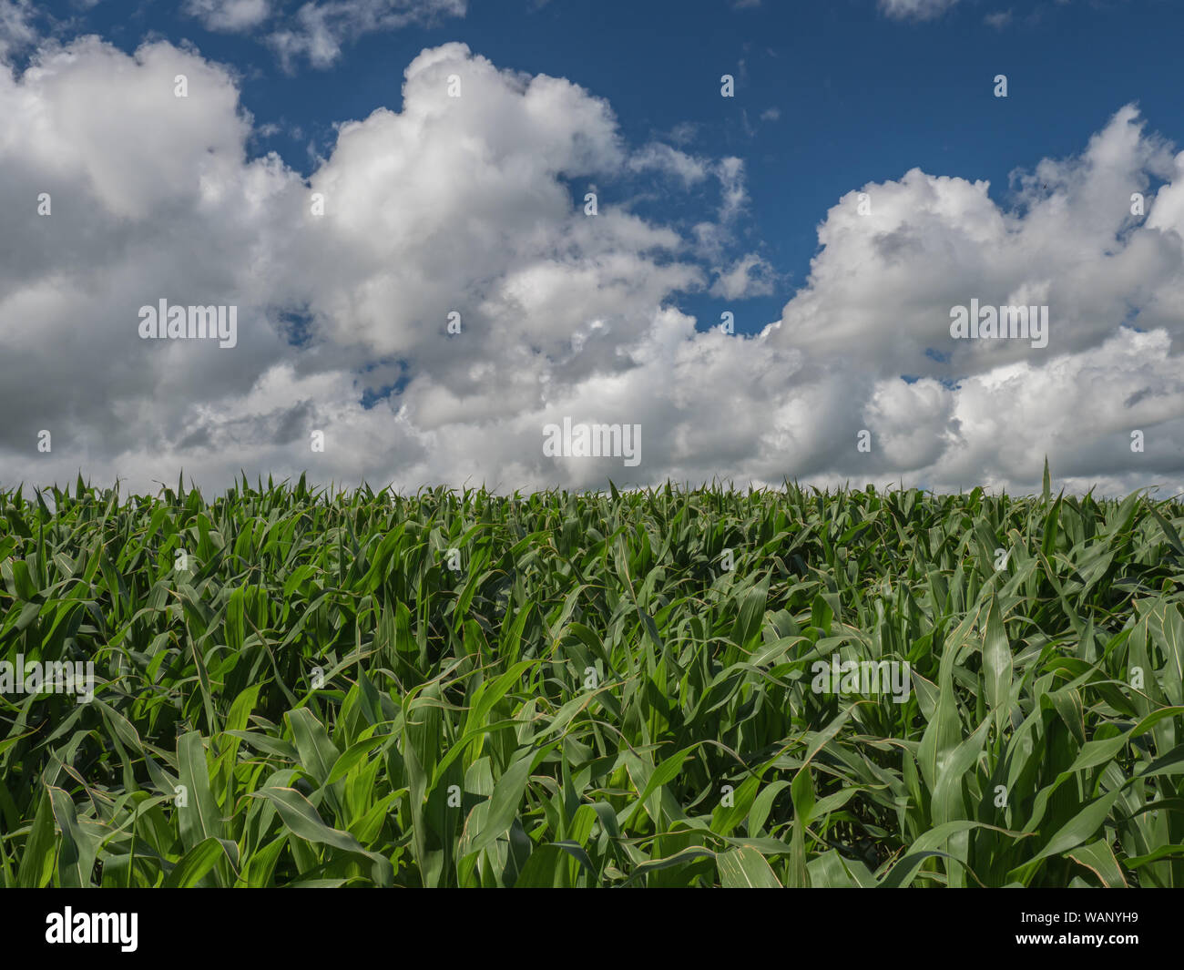 Partie d'un champ vert vif des jeunes maïs avec cumulus blanc formant dans le ciel bleu au-dessus un jour d'été dans le Midwest Banque D'Images