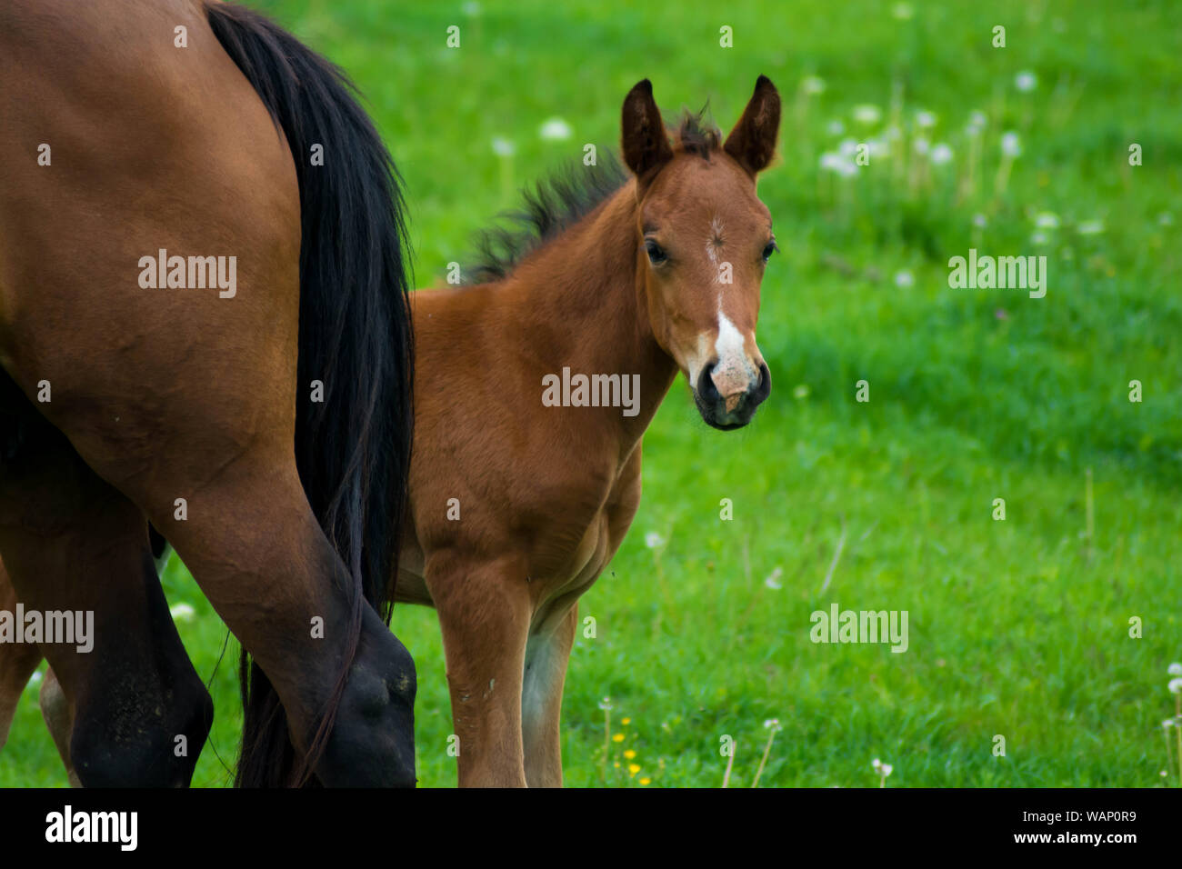 Jeune cheval posant sur le pré vert l'été. Portrait d'un jeune cheval de race sur les pâturages d'été. Libre d'un jeune cheval domestique. Banque D'Images