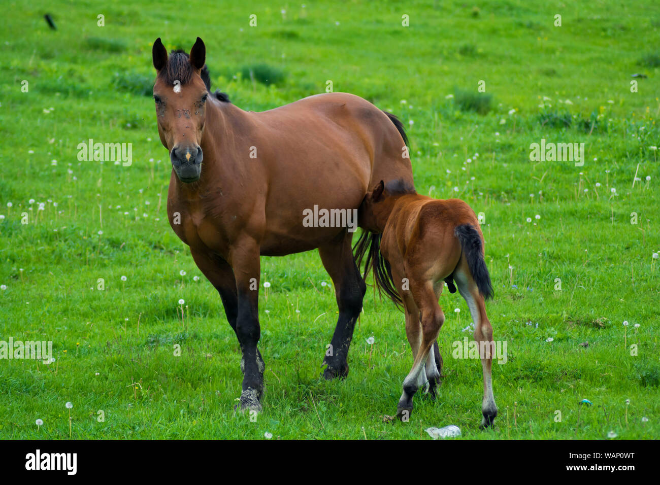 Petit cheval avec sa mère, l'amour mère fils. La cute baby poney de confiance se tourne vers sa maman. Chevaux d'amour pour toujours. Banque D'Images