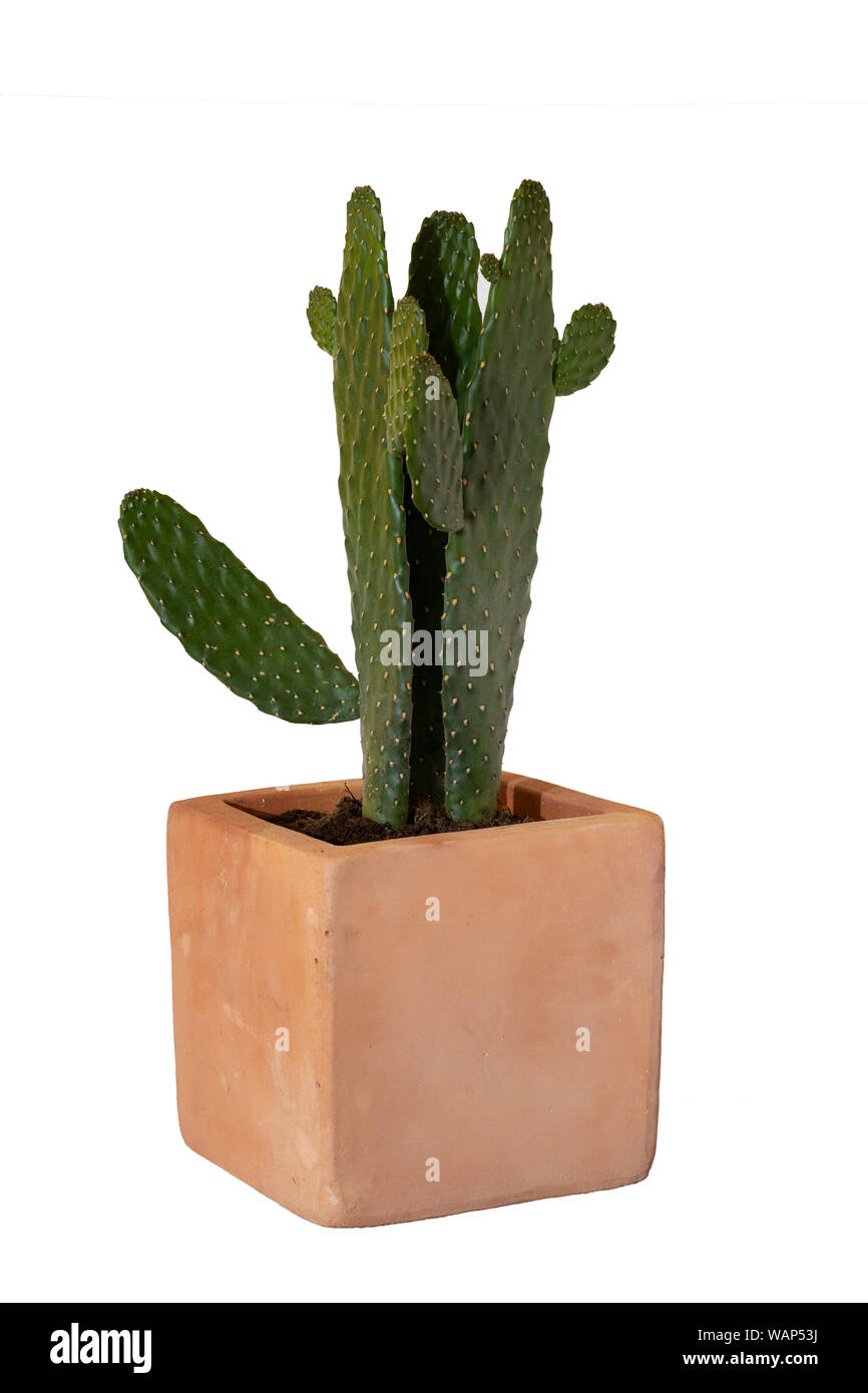 Cactus dans un pot en argile, isolé sur fond blanc. Cactus ou succulentes. Banque D'Images