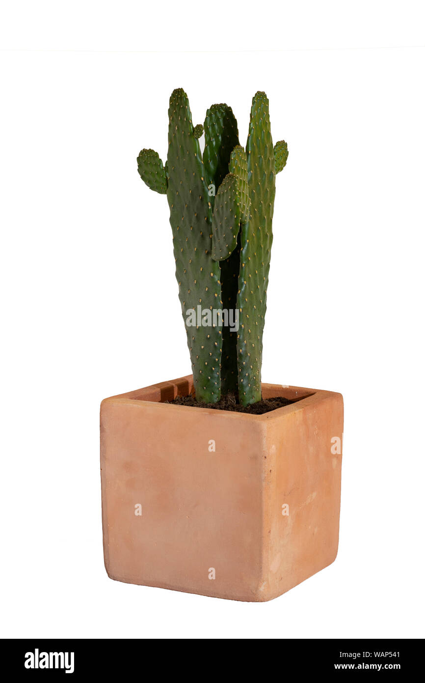 Cactus dans un pot en argile, isolé sur fond blanc. Cactus ou succulentes. Banque D'Images