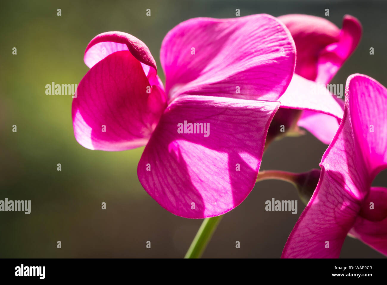 Close up et pétales de fleurs de pois sucré éternelle, Red Pearl, une plante de jardin. aka Lathyrus latifolius, perle rouge. UK Banque D'Images