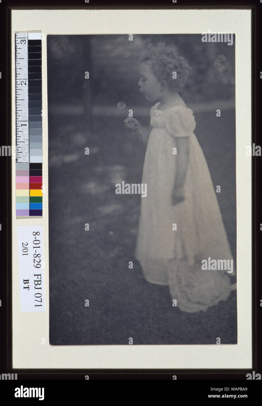 Le pissenlit / ES. Banque D'Images