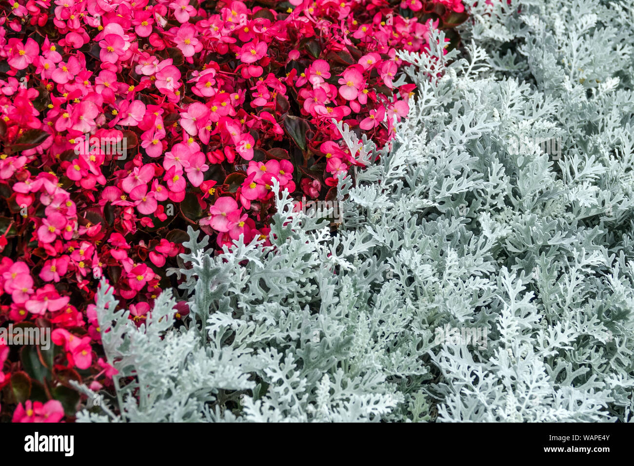 Wax begonia, Dusty Miller Artemisia stelleriana 'Silver Brocade', le contraste des plantes dans lit de fleur Banque D'Images