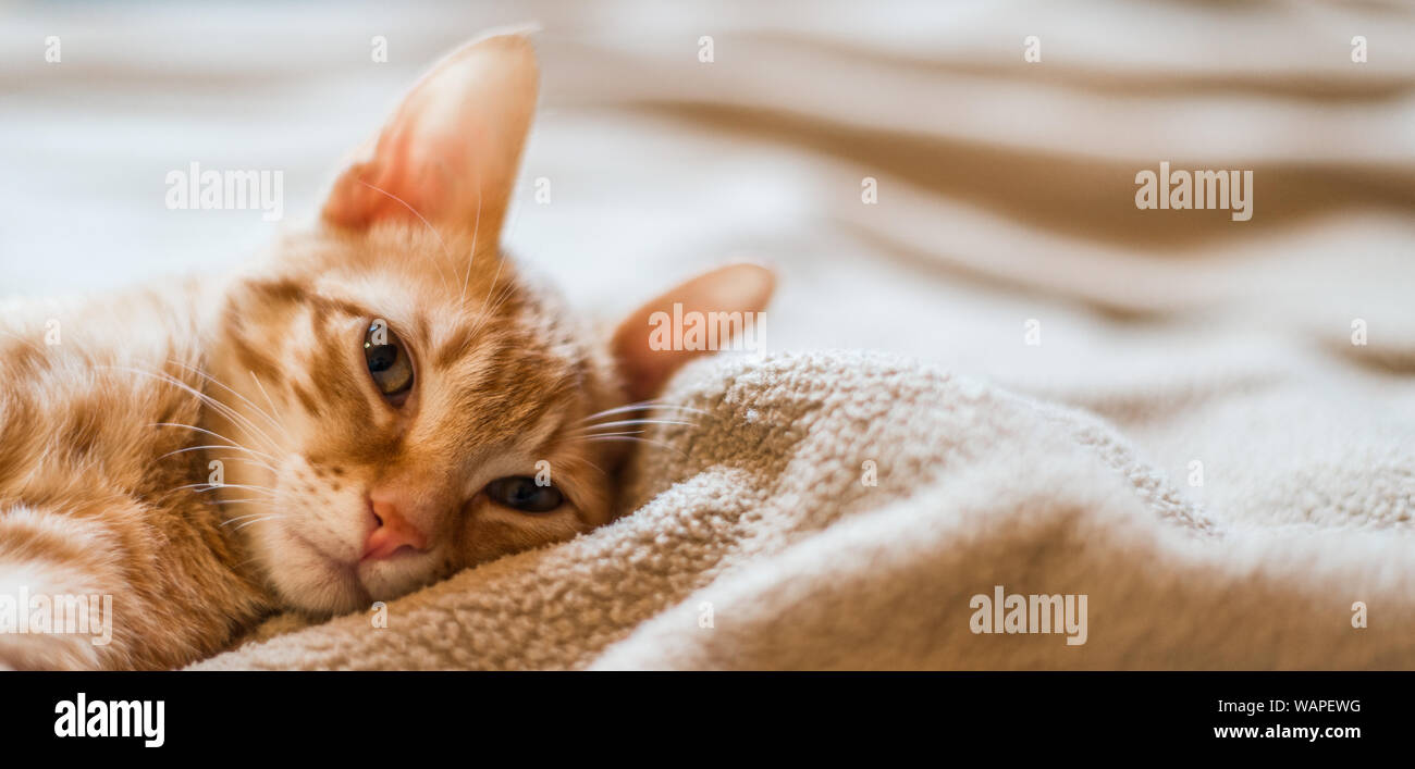 Cute kitty cat tabby orange sur le lit Banque D'Images