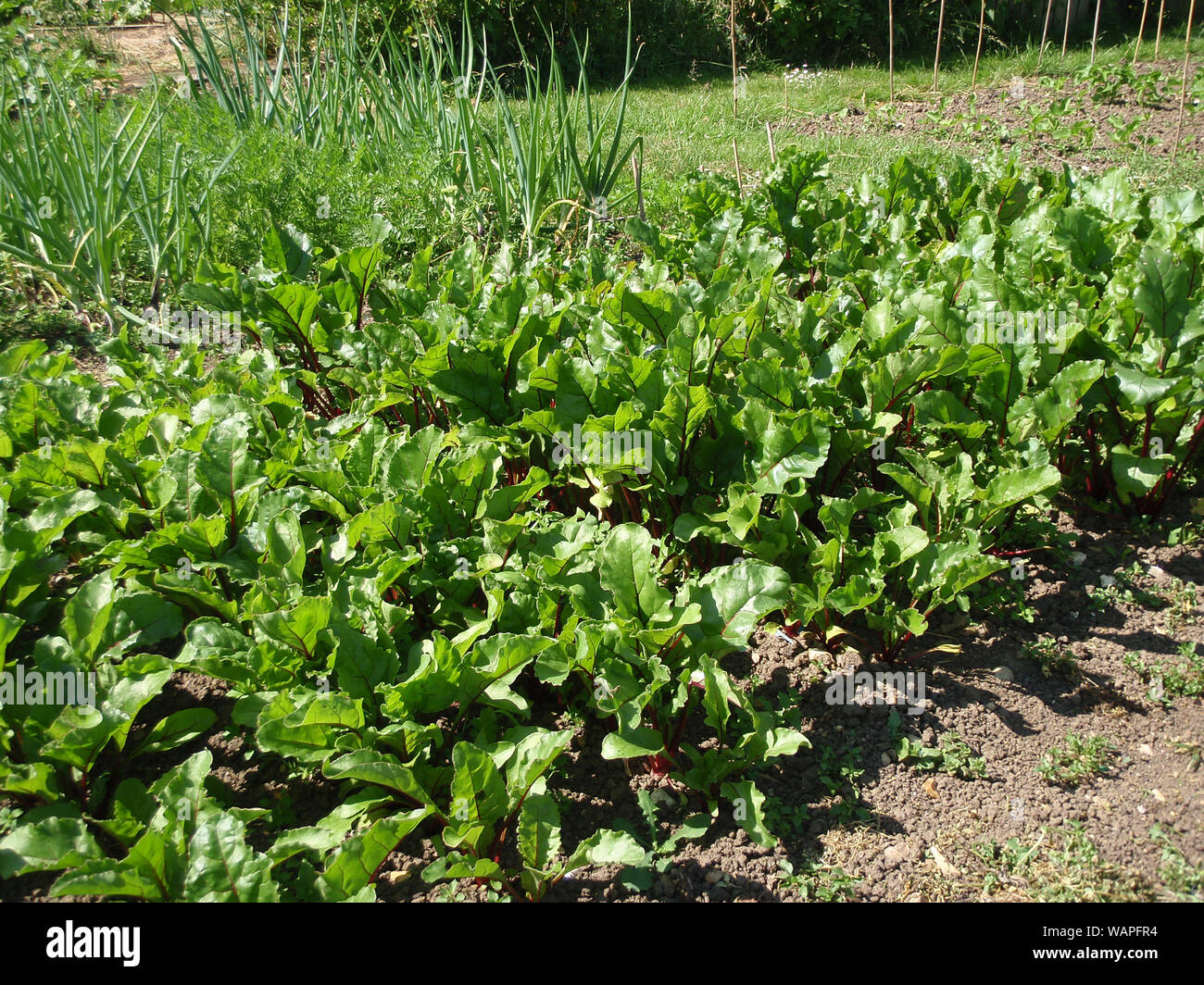 Un bas vers le bas voir de jeunes betteraves, l'oignon et la carotte de plantes poussant sur un allotissement plot in springtime Banque D'Images