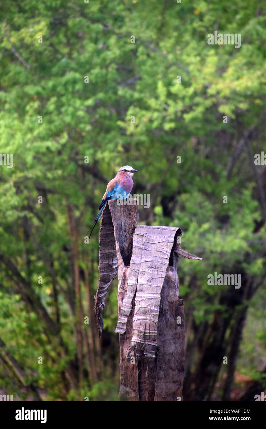Lilac-breasted roller, Coracias Caudata, Africaine d'oiseaux colorés jolie Banque D'Images