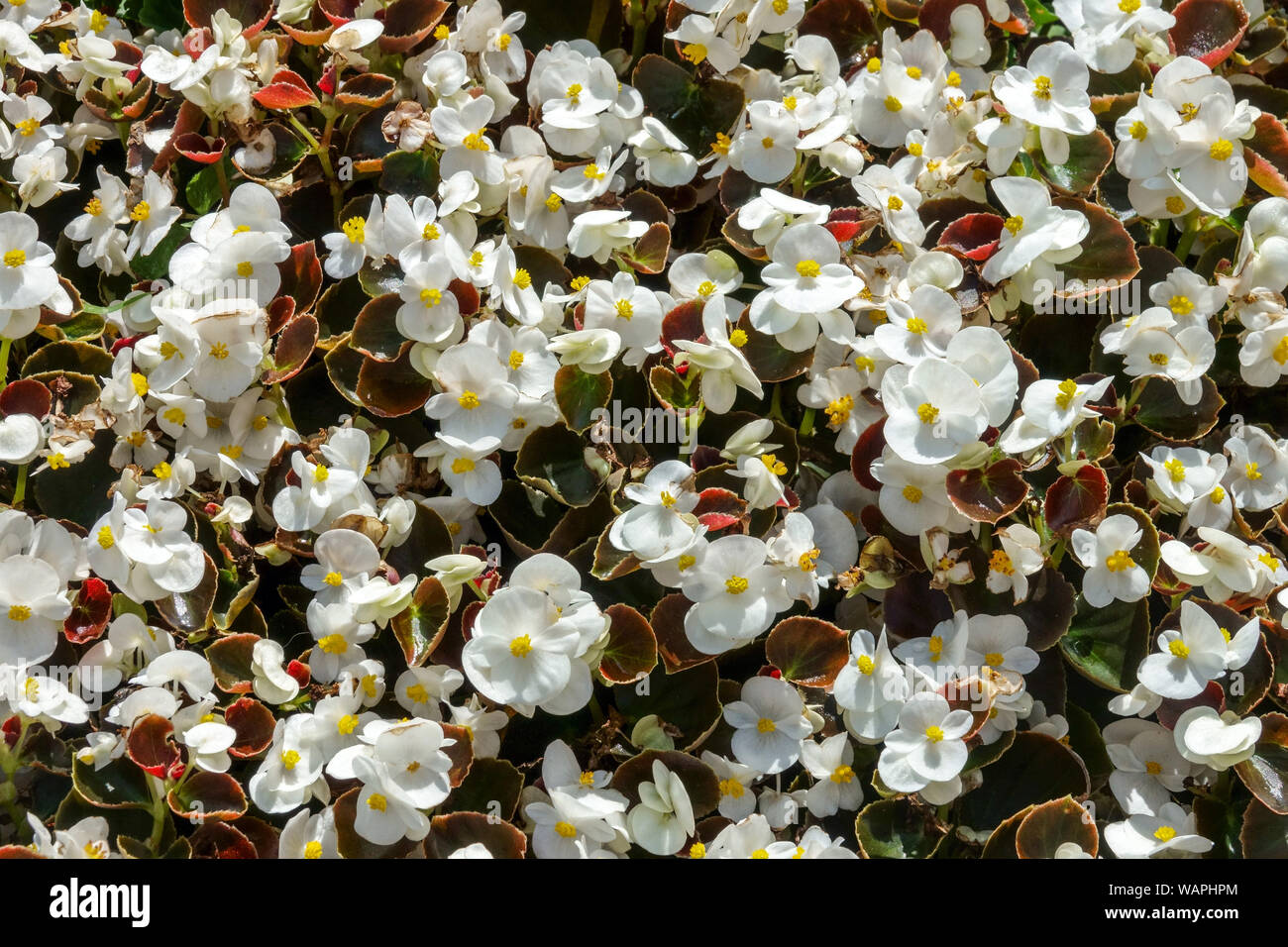 La cire blanche bégonia, arrière-plan avec beaucoup de fleurs Banque D'Images