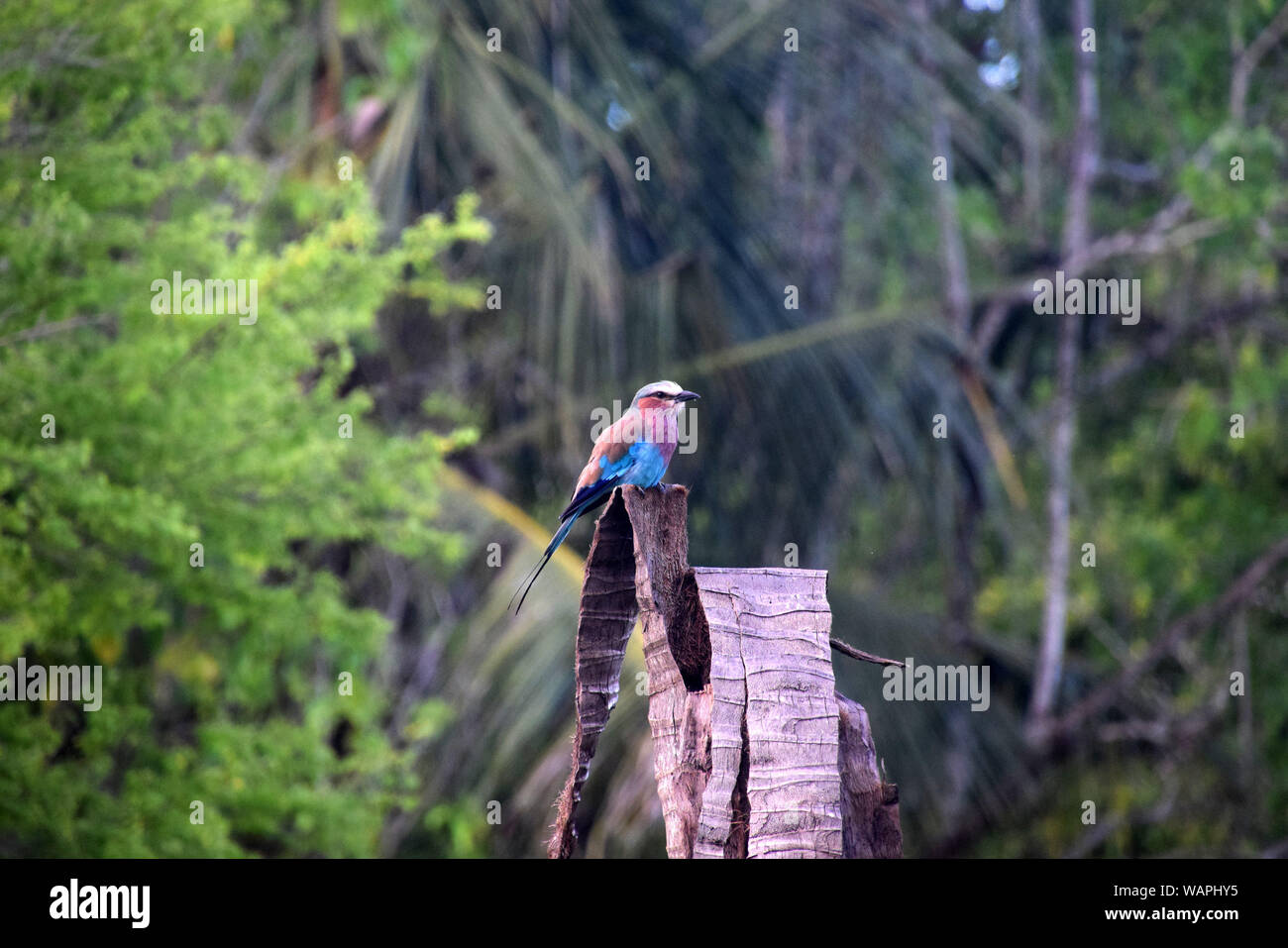 Lilac-breasted roller, Coracias Caudata, Africaine d'oiseaux colorés jolie Banque D'Images
