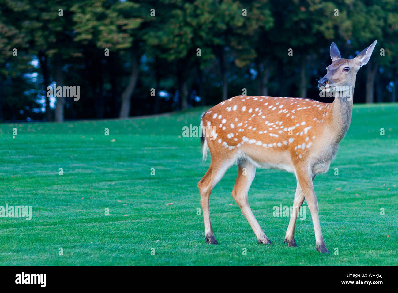 Debout cerfs tachetés sur une belle prairie, souffle de l'automne Banque D'Images