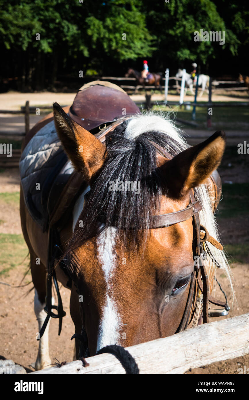 Close up of horse en équitation riding school former les gens en arrière-plan Banque D'Images