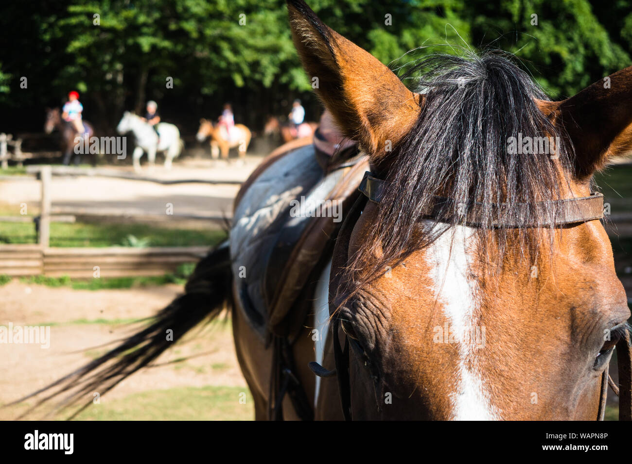 Close up of horse en équitation riding school former les gens en arrière-plan Banque D'Images