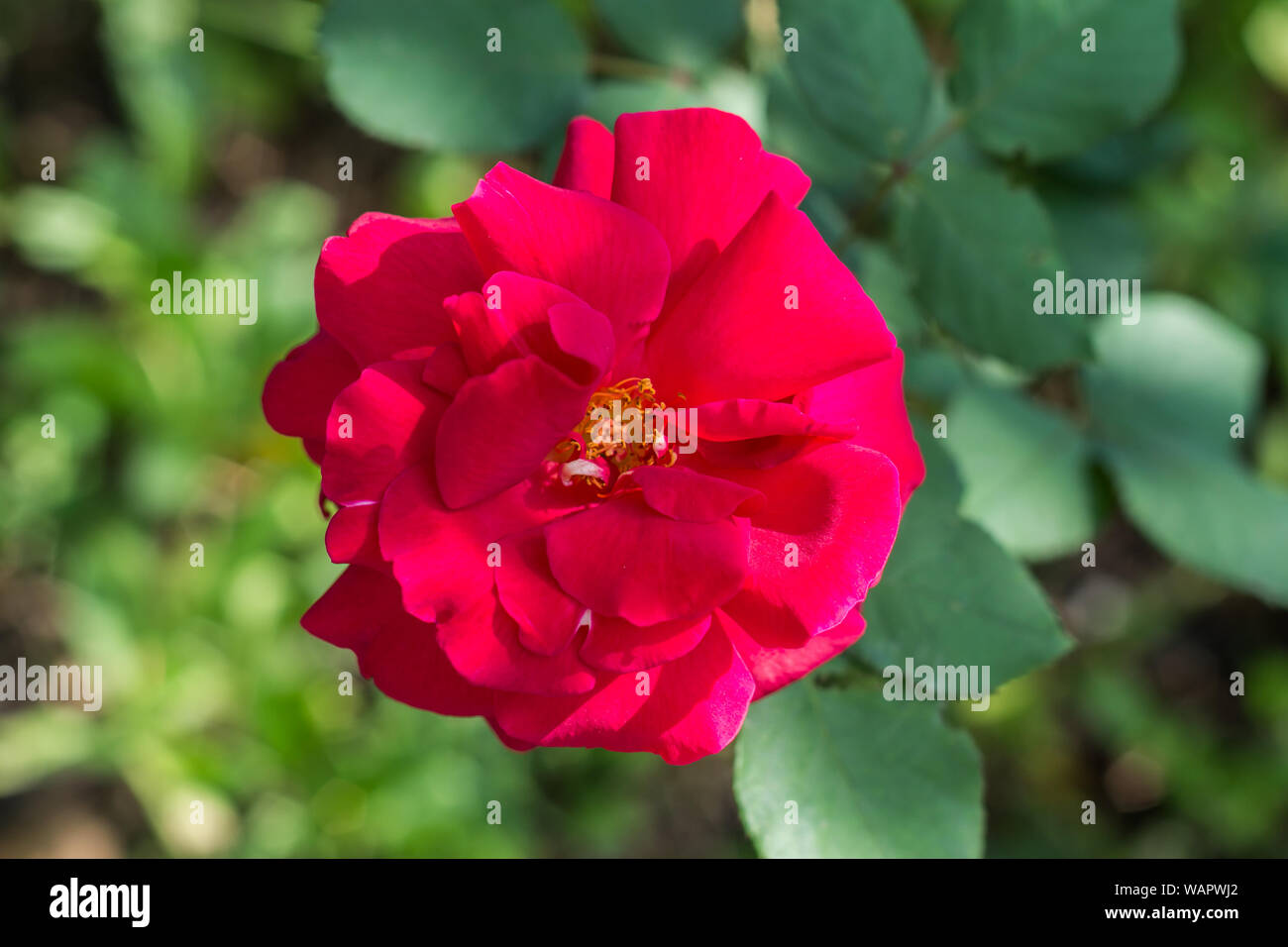 Big Red wild rose fleur dans un jardin, Close up Banque D'Images