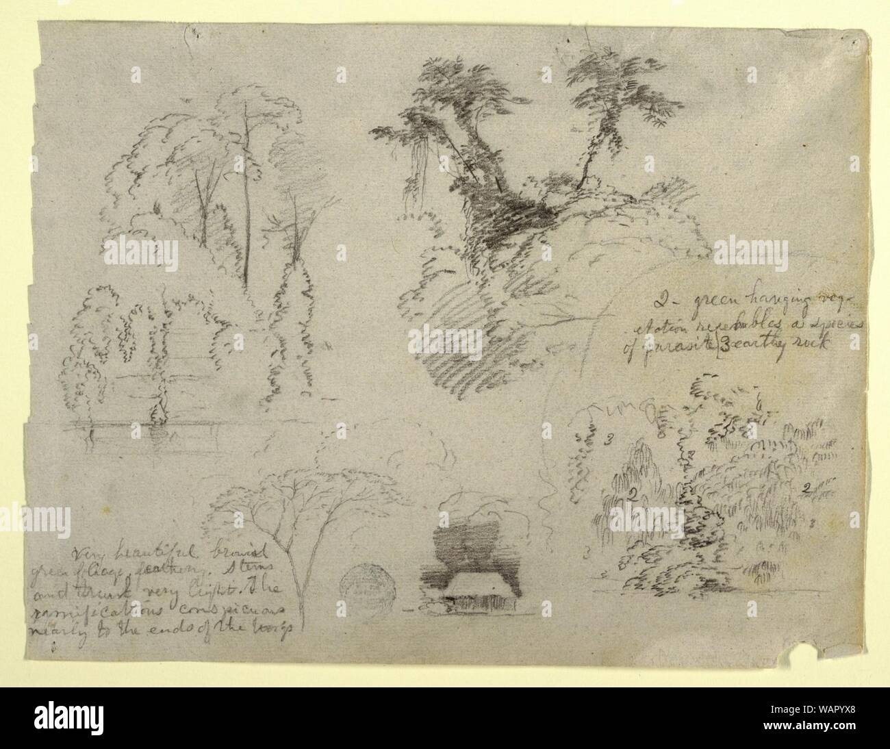 Dessin, études botaniques et une maison, probablement à partir de la Colombie, 1853 Banque D'Images