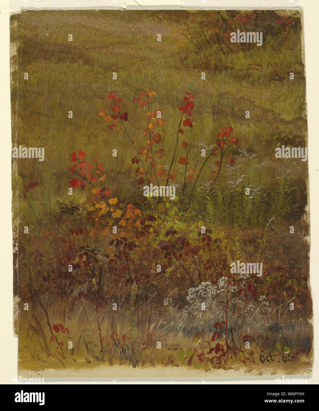 Dessin, études botaniques, Octobre 1865 Banque D'Images
