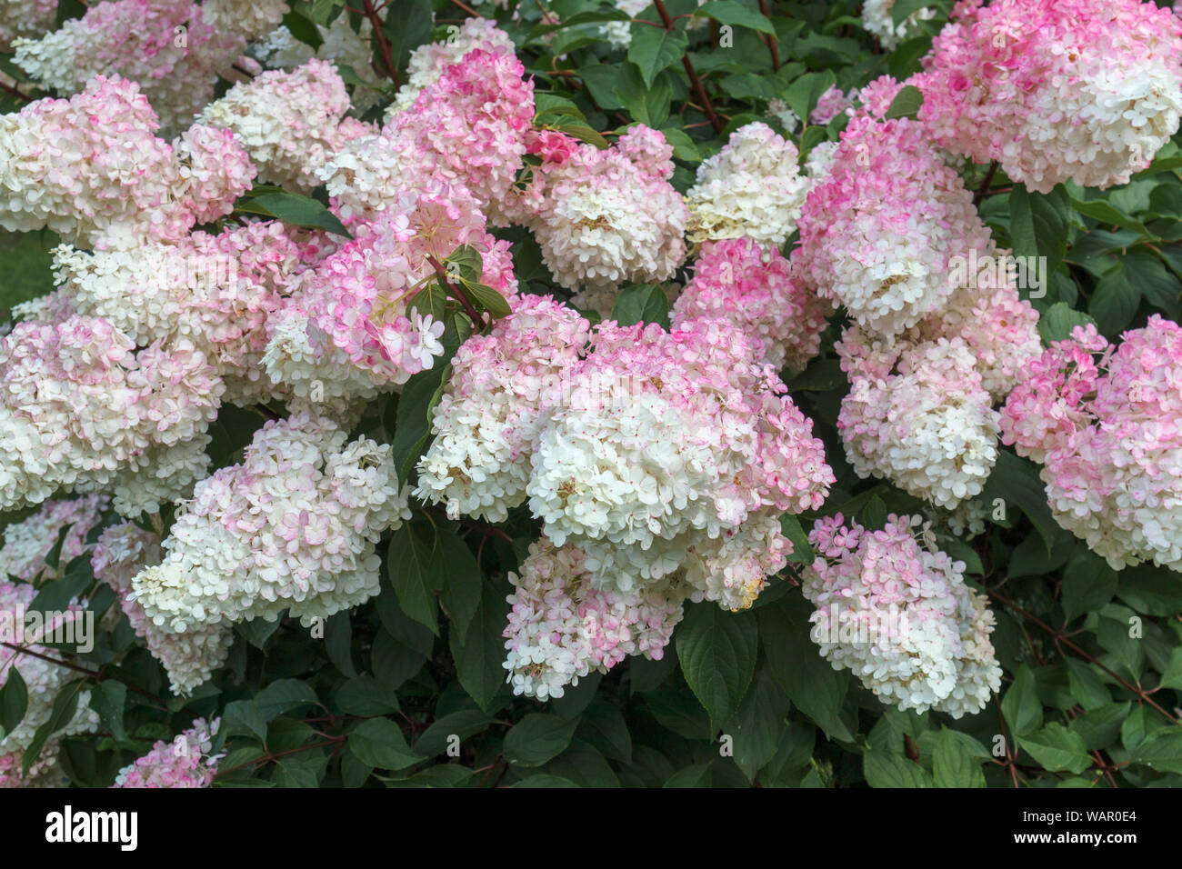 Notre Jardin Secret Hydrangeas Paniculatas