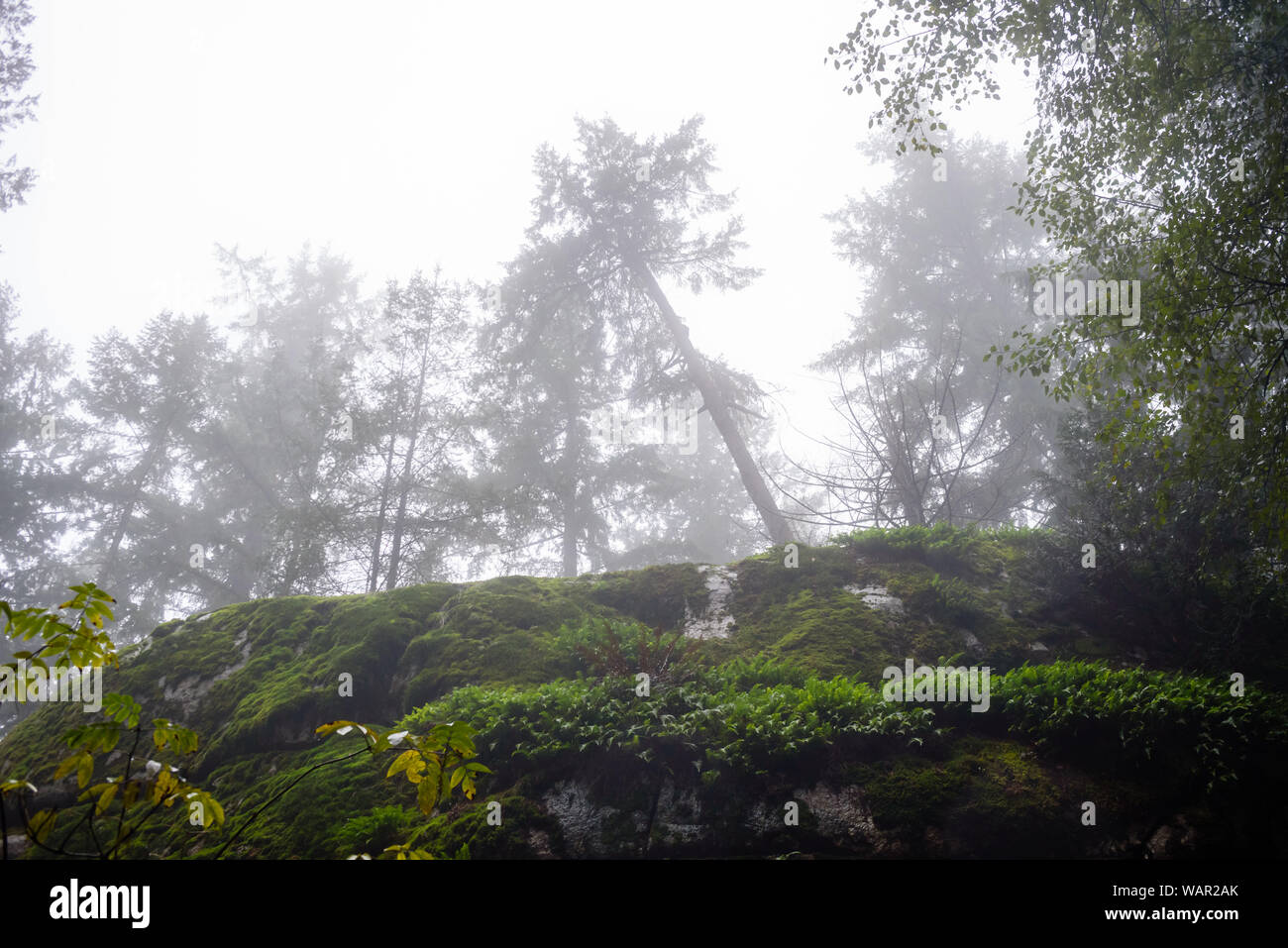 Envahi par la falaise avec moss sous les arbres disparaissant dans la brume brouillard humide en Colombie-Britannique, Canada. Banque D'Images