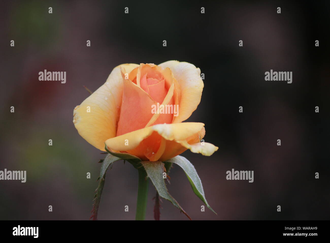 Close-up of Rosa 'Brandy' bud Banque D'Images