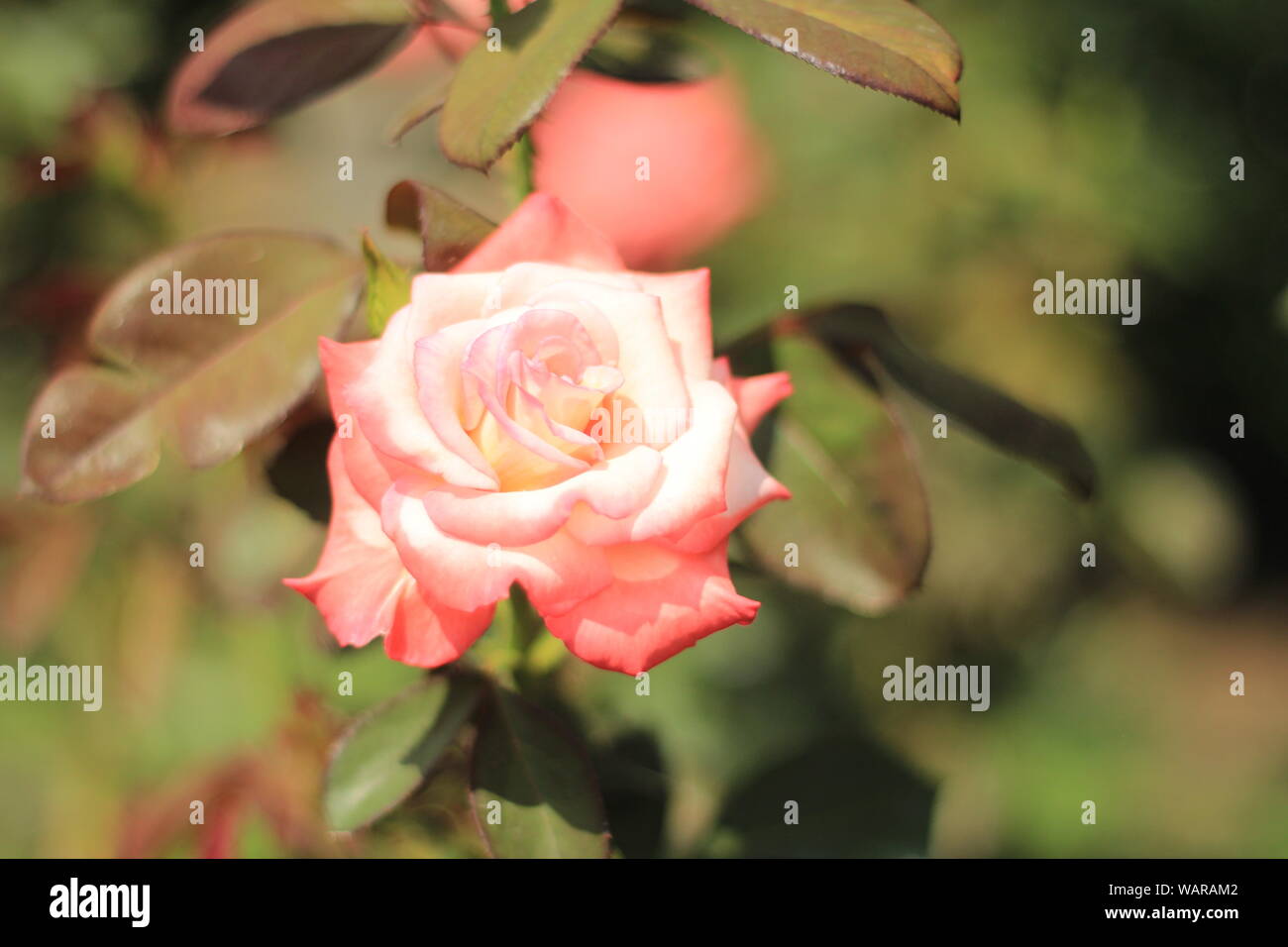 Close-up of Rosa 'Premier baiser' Banque D'Images