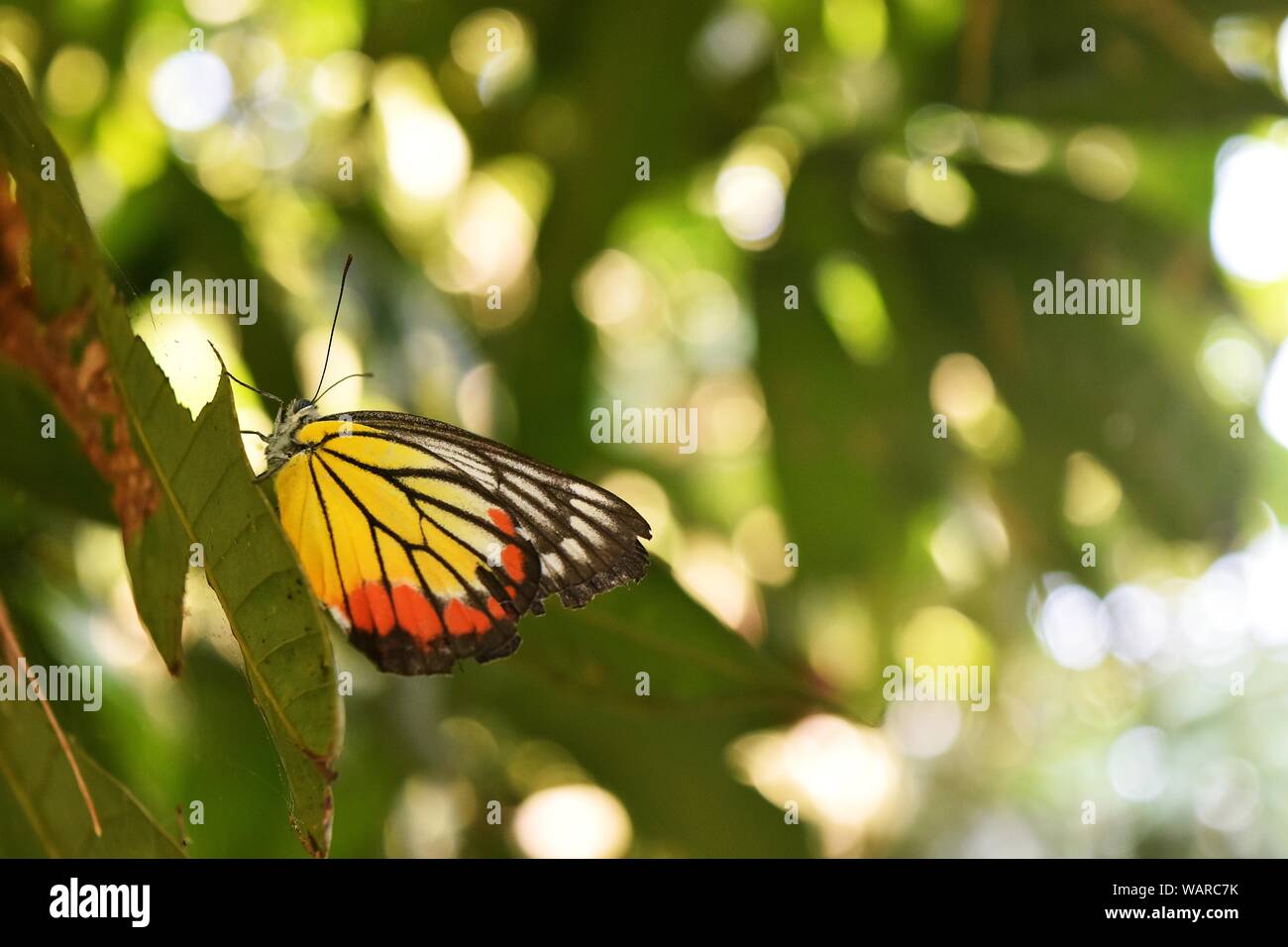 Le Jezebel peint, Delias hyparete, jaune, avec des bandes orange et noires sur aile blanche, papillon sur feuille de mangue avec fond naturel de bokeh Banque D'Images