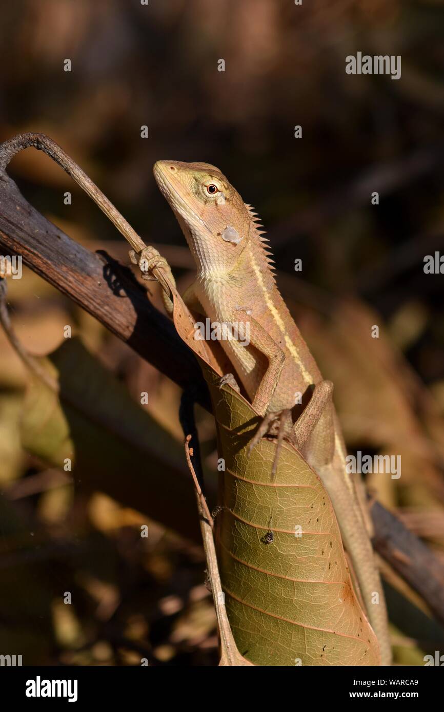 Caméléon thaïlandais sur une branche avec des feuilles brun naturel en arrière-plan., un lézard en Thaïlande Banque D'Images