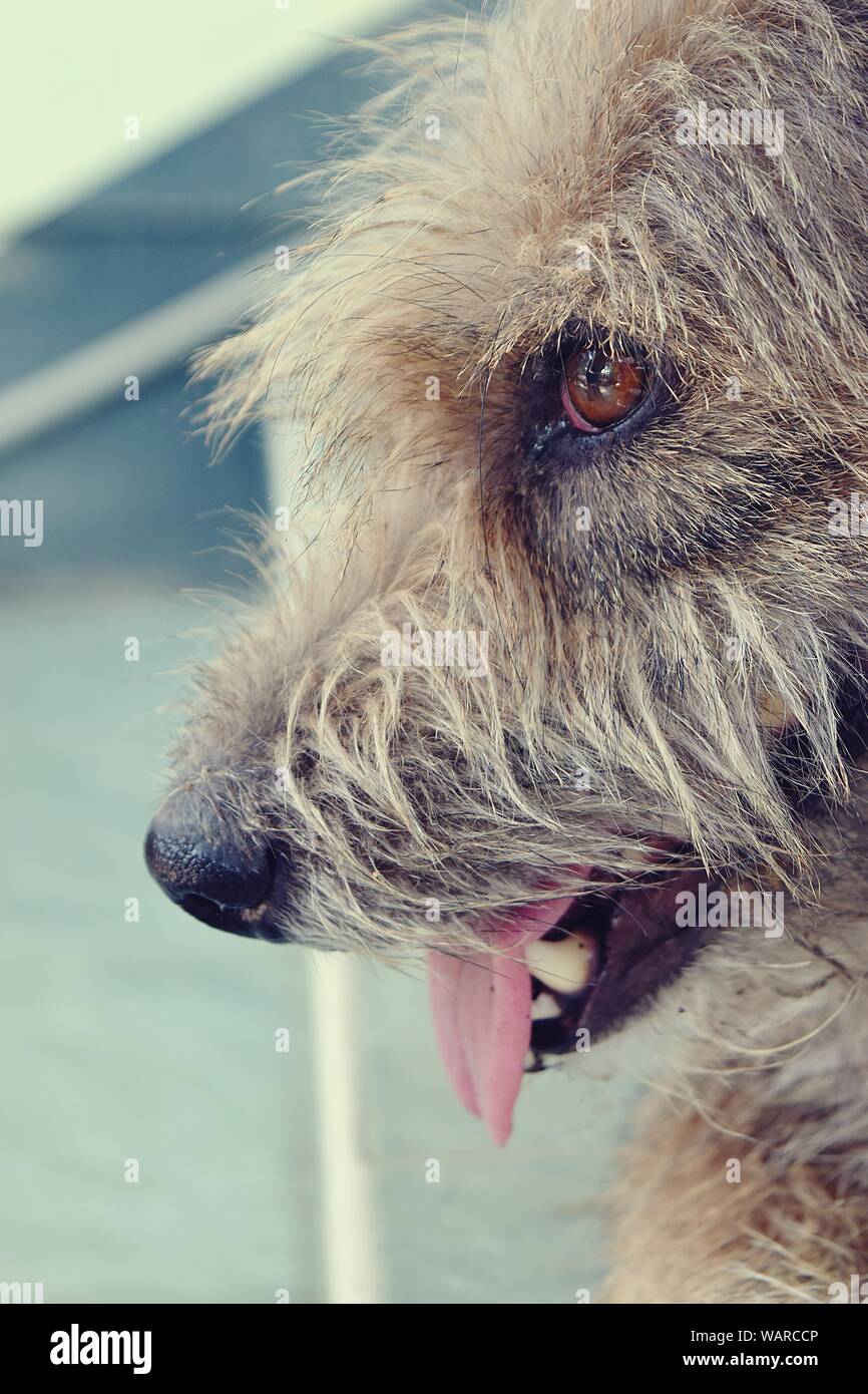 Close up face de brown chien à poil long, bouche ouverte par temps chaud, les yeux d'acier rouillé et langue rose Banque D'Images