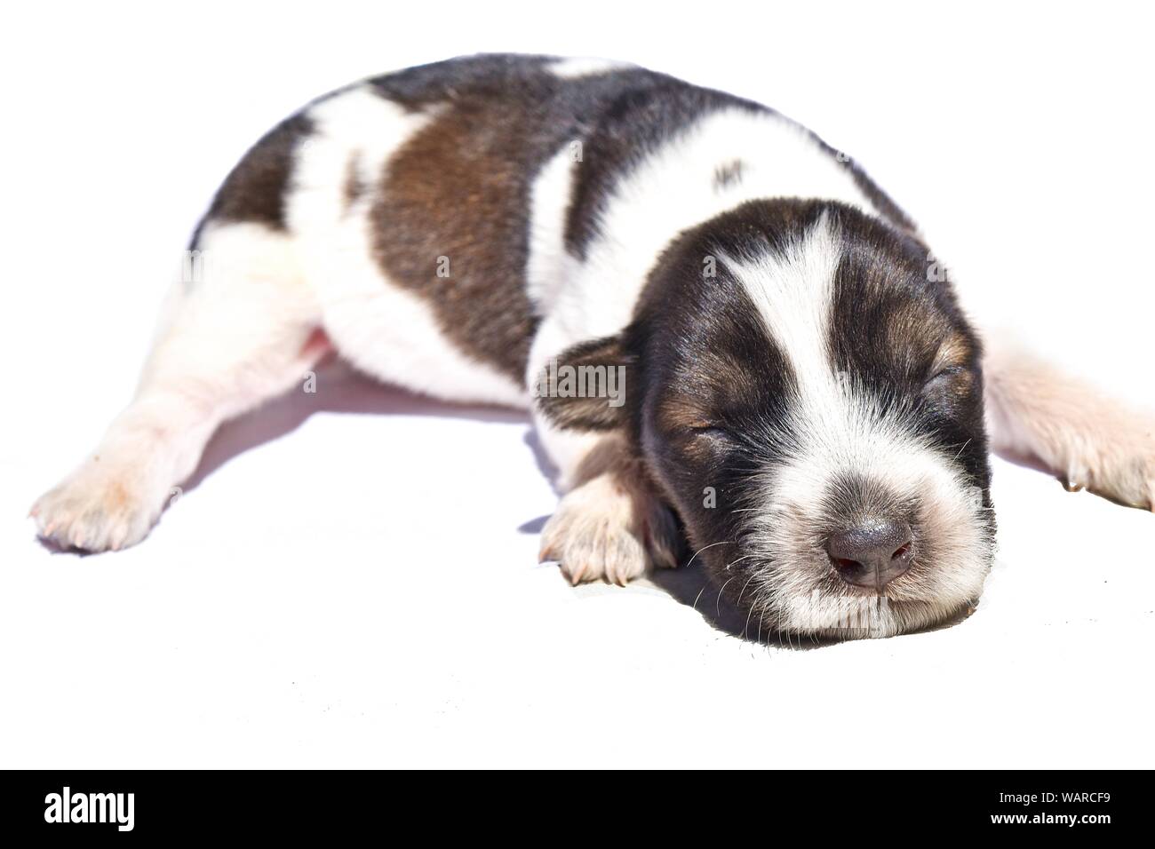 Spotted Dog nouveau-né isolé sur fond blanc, brun foncé et blanc à rayures bébé chiot, animal Banque D'Images Spotted Dog nouveau-né isolé sur fond blanc, brun foncé et blanc à rayures bébé chiot, animal Banque D'Images
