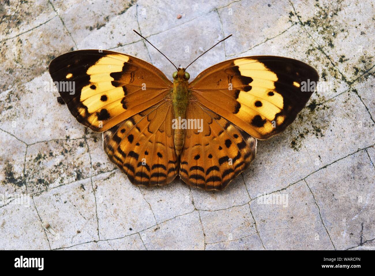Cupha erymanthis, le rustique avec papillon brun et noir sur l'aile,insectes tropicaux étalent leurs ailes sur la pierre grise avec motif fissuré Banque D'Images