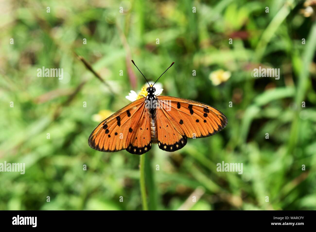 Aile orange avec des bandes noires assemblées avec des taches noires et blanches, le tawny Coster Butterfly à la recherche de nectar sur les fleurs de l'aiguille d'Espagnol Banque D'Images
