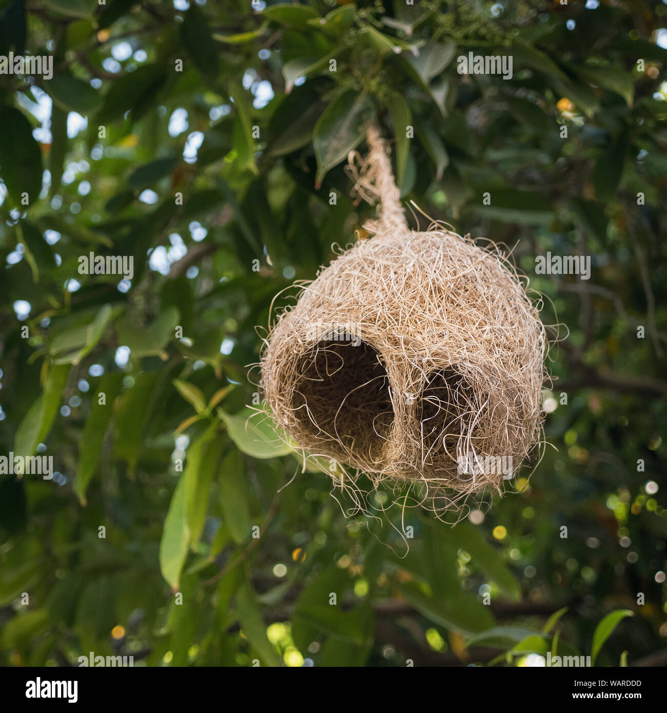 Hanging Baya weaver bird nest, Pushkar, Rajasthan, Inde, Asie Banque D'Images