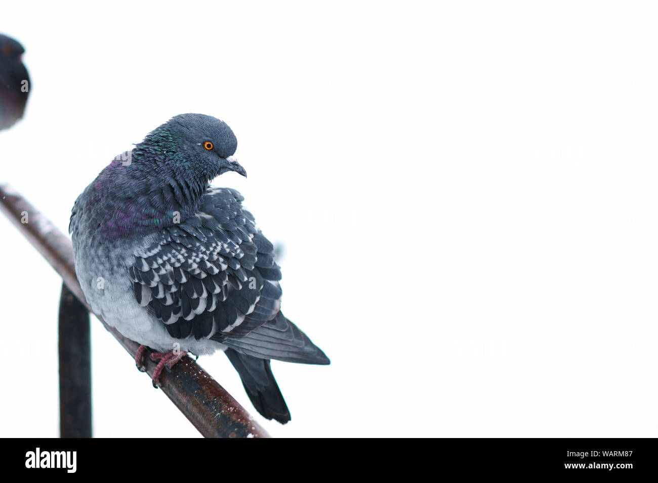 Beau pigeon libre sauvage assis sur une clôture dans un paysage enneigé en hiver. Salon pour le texte ou l'effet de conception graphique Banque D'Images Beau pigeon libre sauvage assis sur une clôture dans un paysage enneigé en hiver. Salon pour le texte ou l'effet de conception graphique Banque D'Images