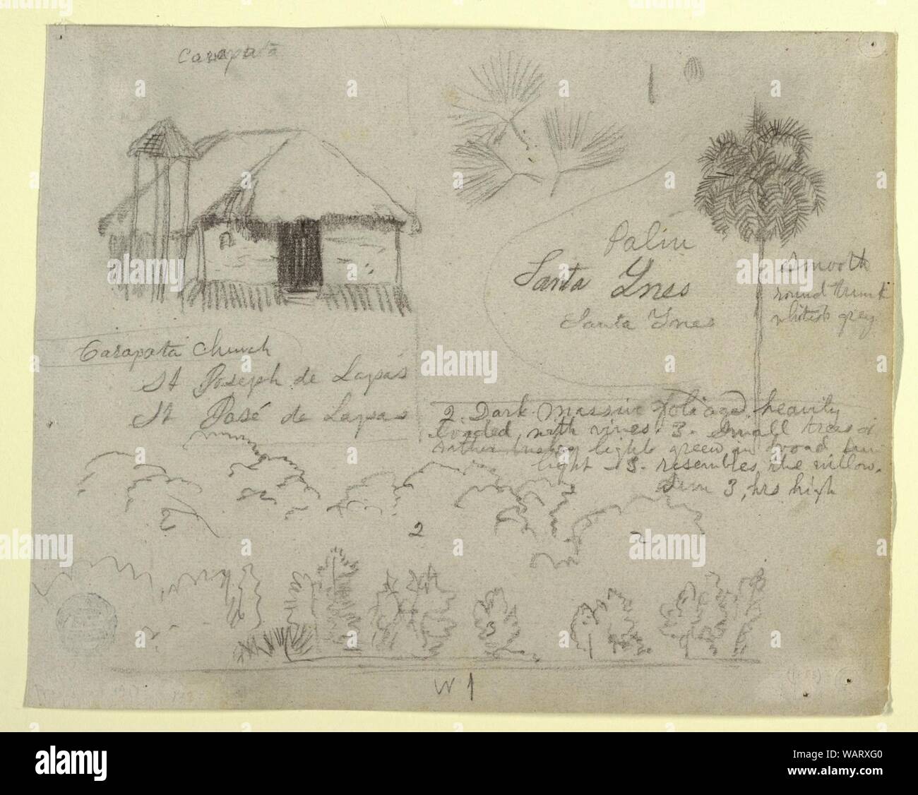 Dessin, San Jose de Lapas, Église Carapata et études botaniques, probablement en Colombie, 1853 Banque D'Images