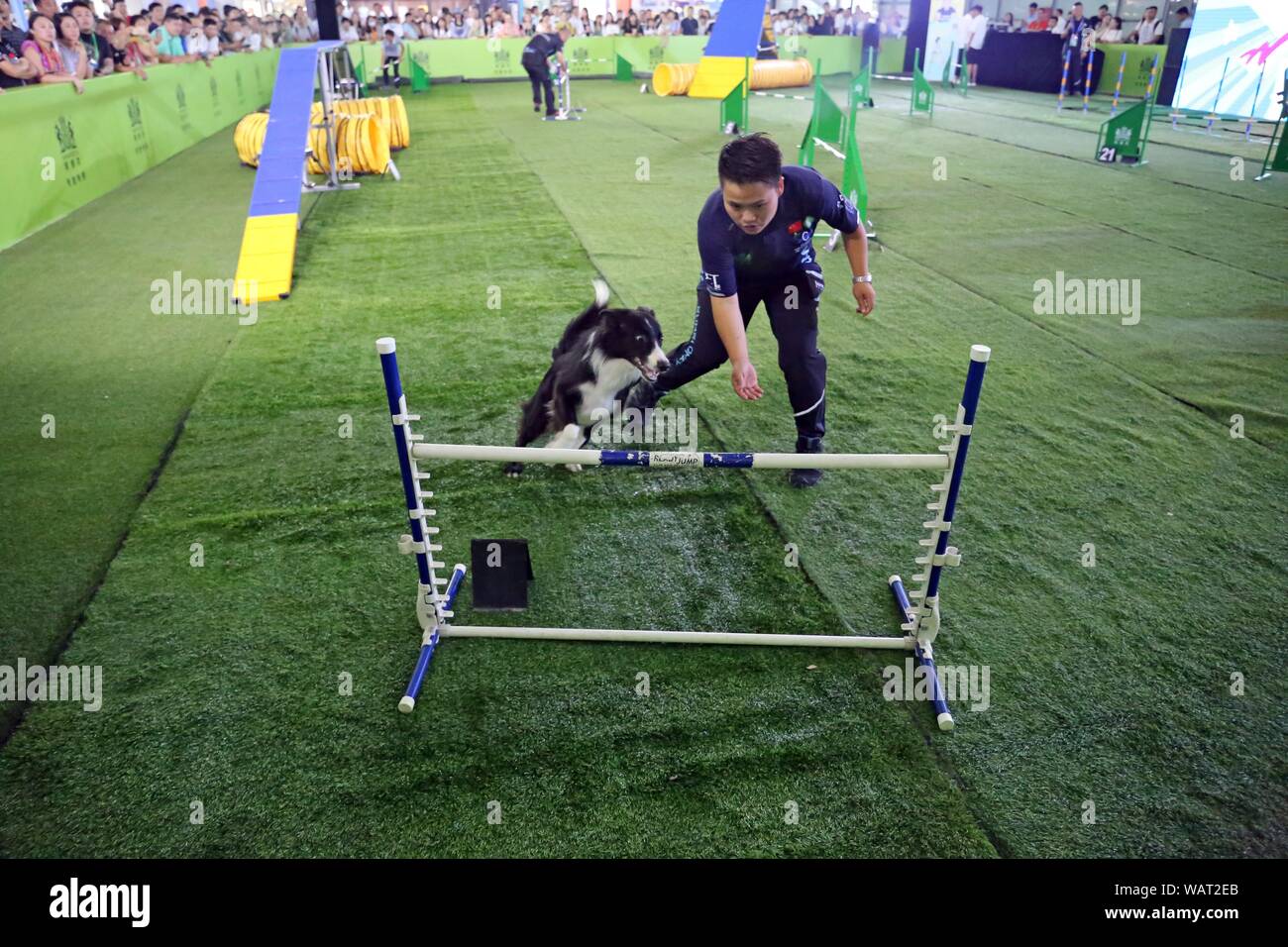Chiens Similaires Photos Chiens Similaires Images Alamy
