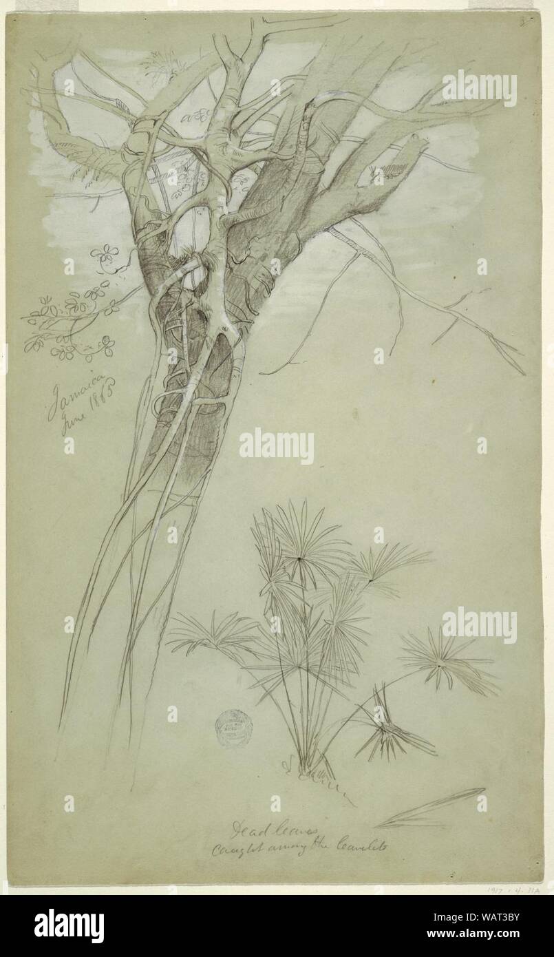 Dessin, étude de tronc d'arbre, parasite de la vigne, et Palm Plante, Jamaïque, juin 1865 Banque D'Images