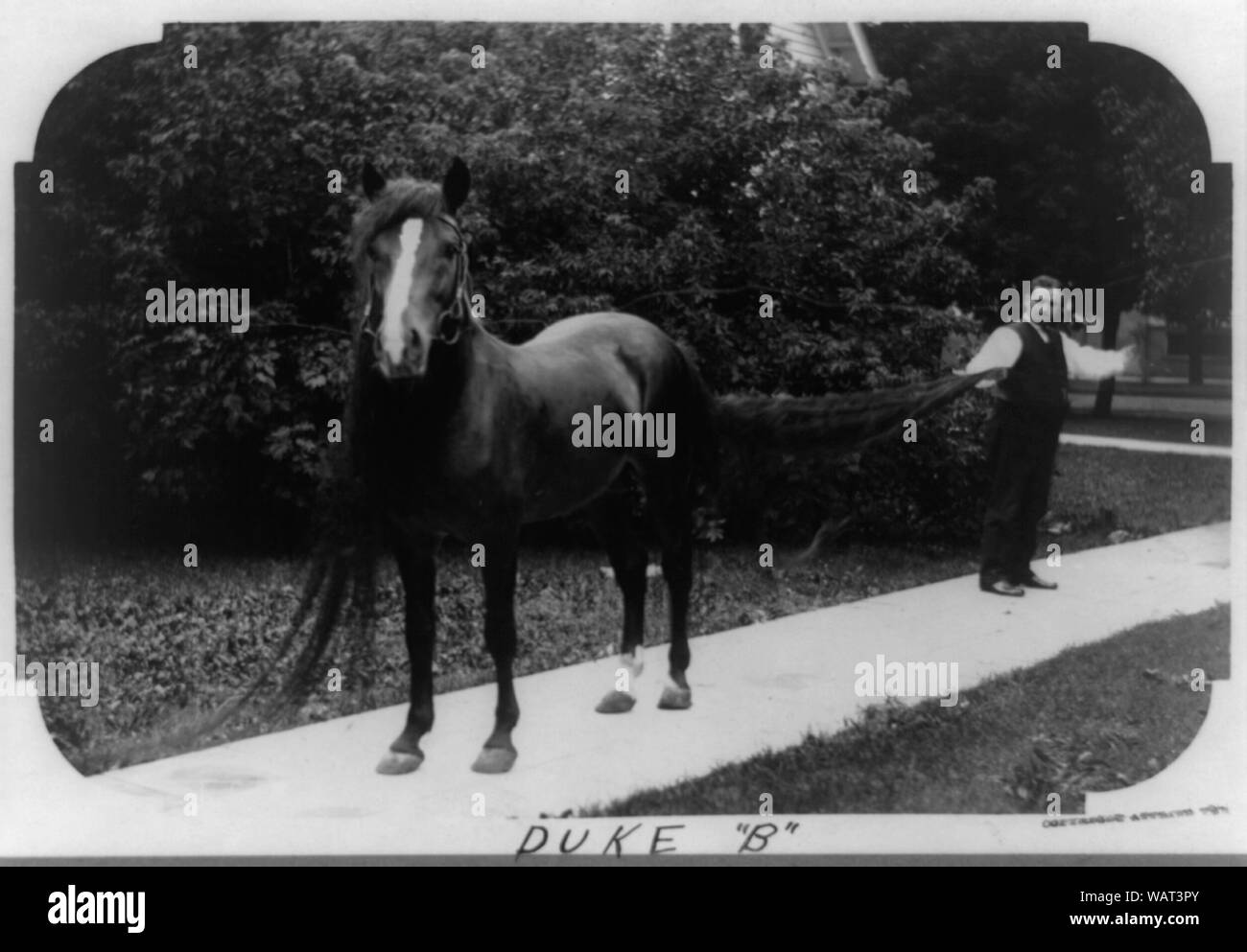 Duc B Banque D'Images