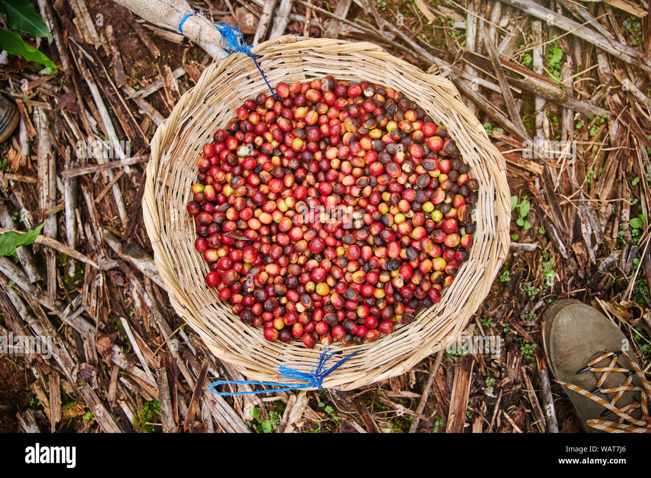 Panier avec des baies de café rouge ci-dessus Vue de dessus Banque D'Images Panier avec des baies de café rouge ci-dessus Vue de dessus Banque D'Images