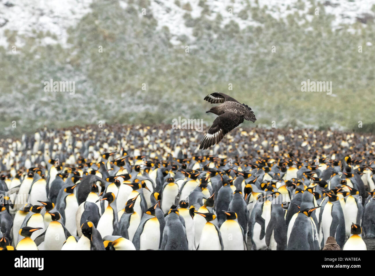 Skua patrouillent dans la colonie de pingouins Roi, la plaine de Salisbury, la Géorgie du Sud, l'Antarctique Banque D'Images