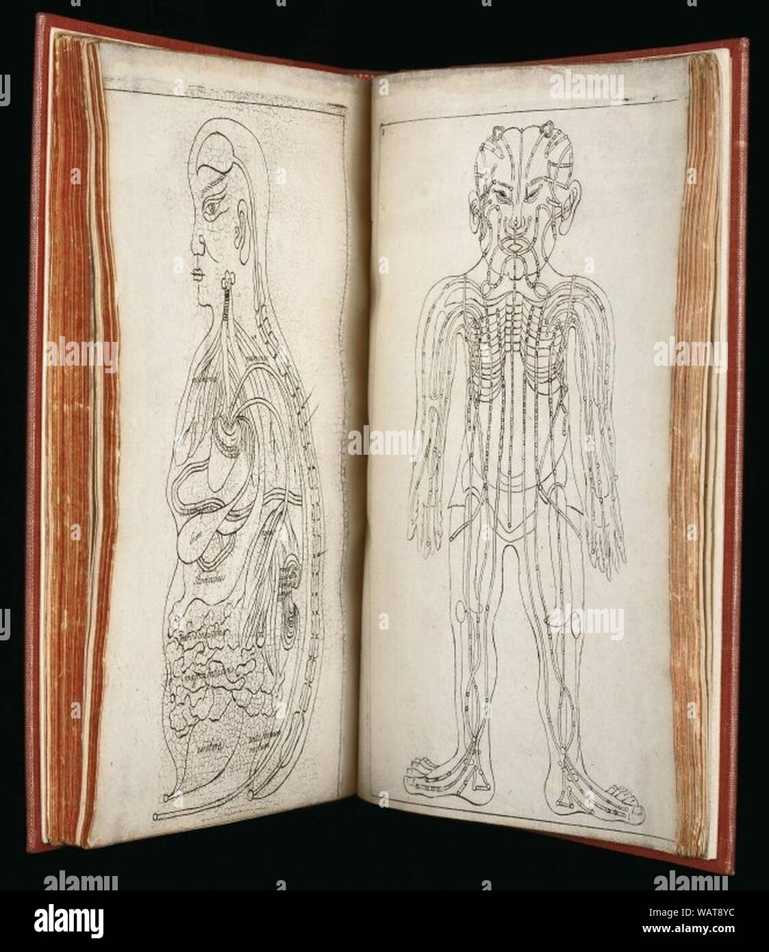 Les dessins du corps humain montrant l'anatomie et de méridiens d'acupuncture. Banque D'Images
