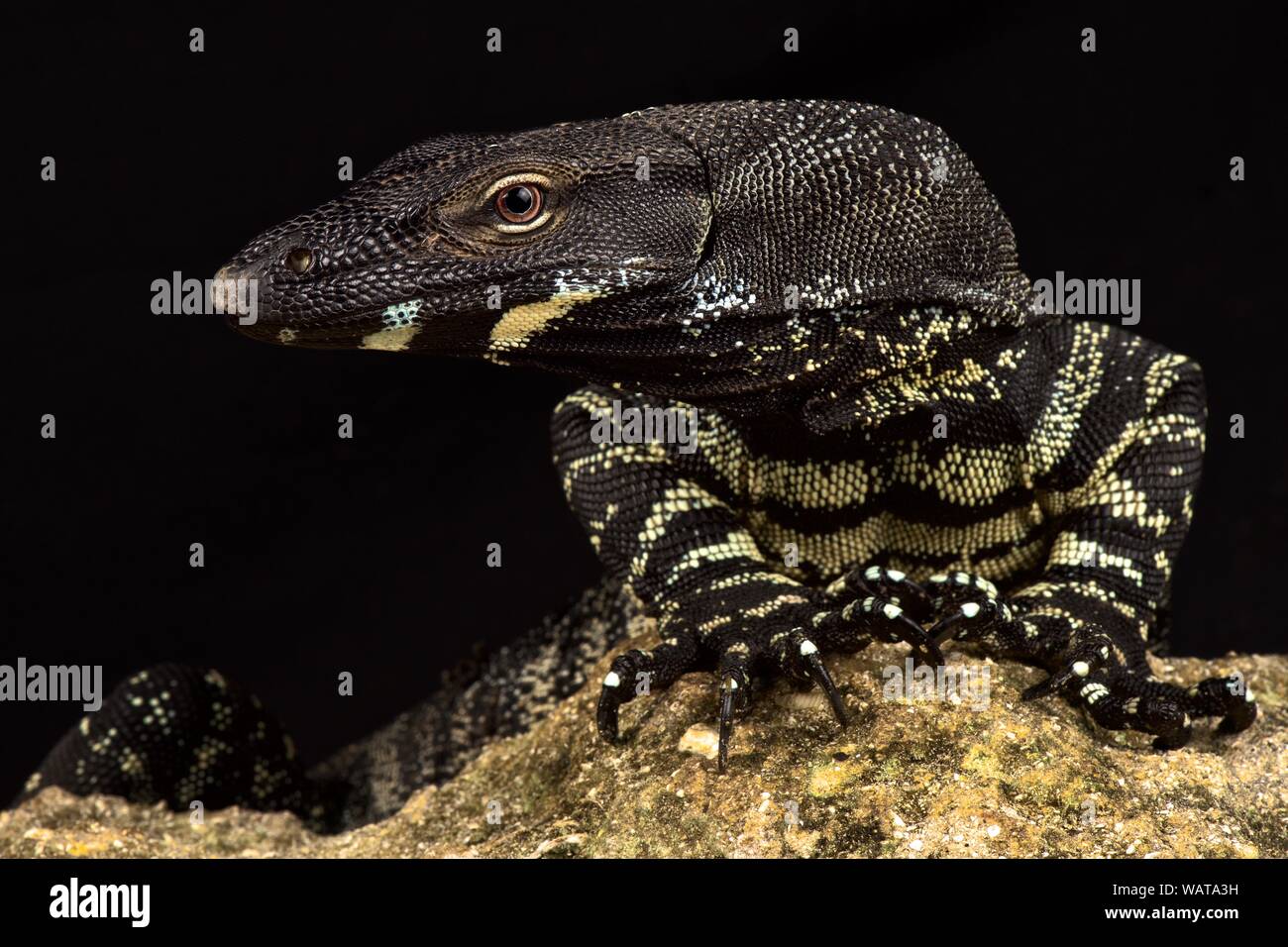 Lace monitor (Varanus varius) Banque D'Images