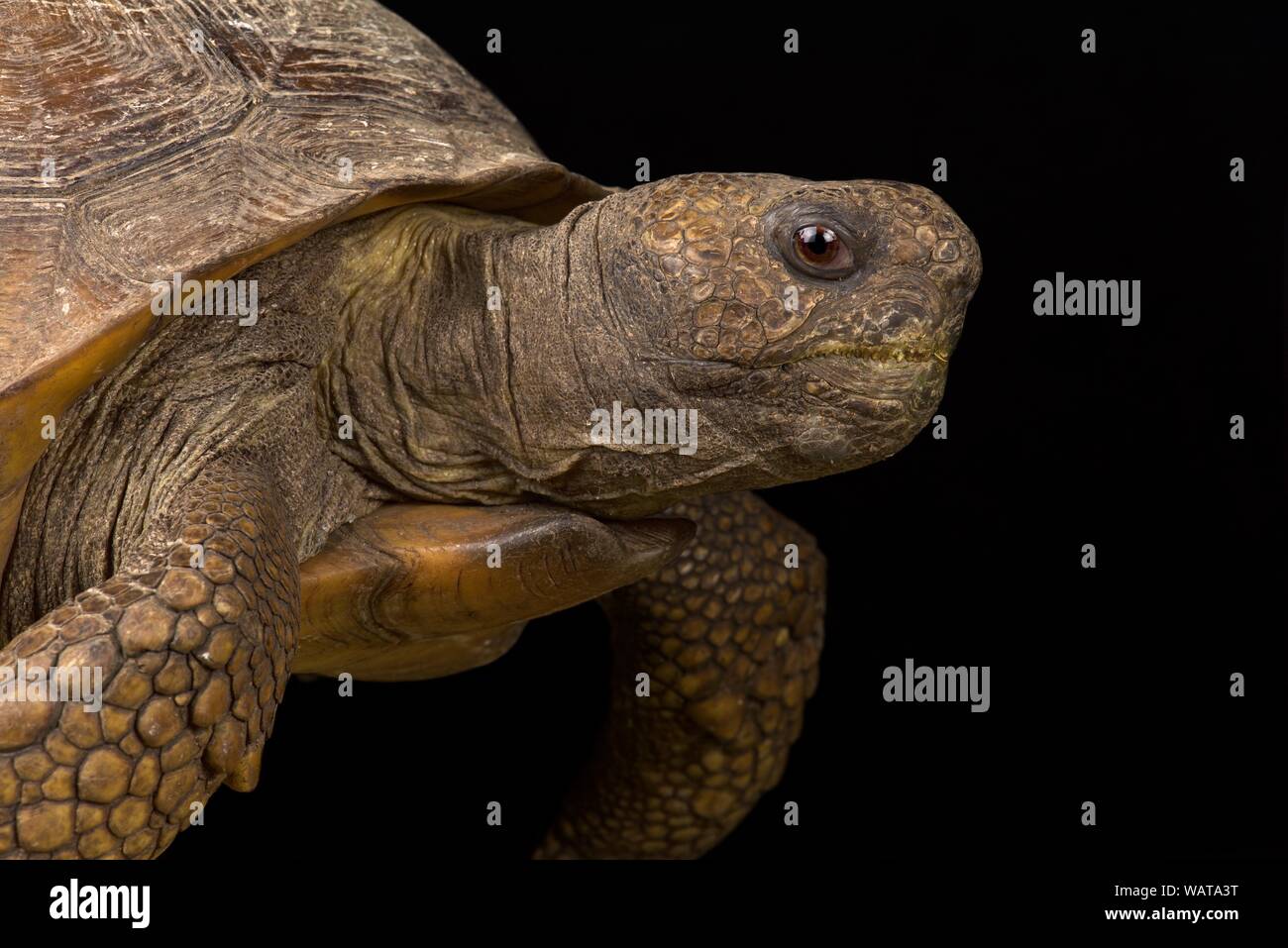 Gopher tortoise (Gopherus polyphemus) Banque D'Images