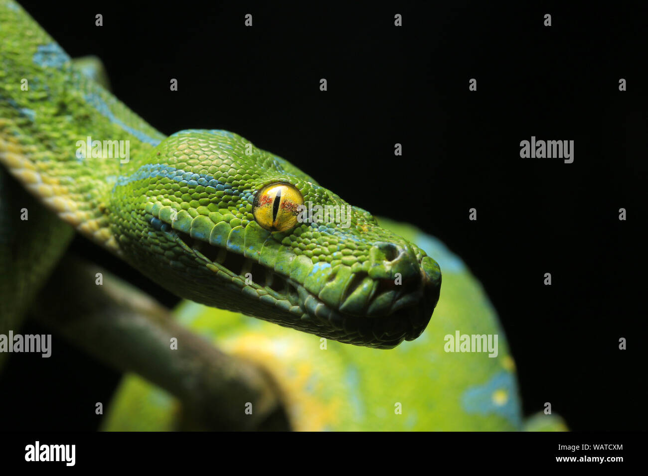 Green Tree Python, Chondropython viridis Banque D'Images
