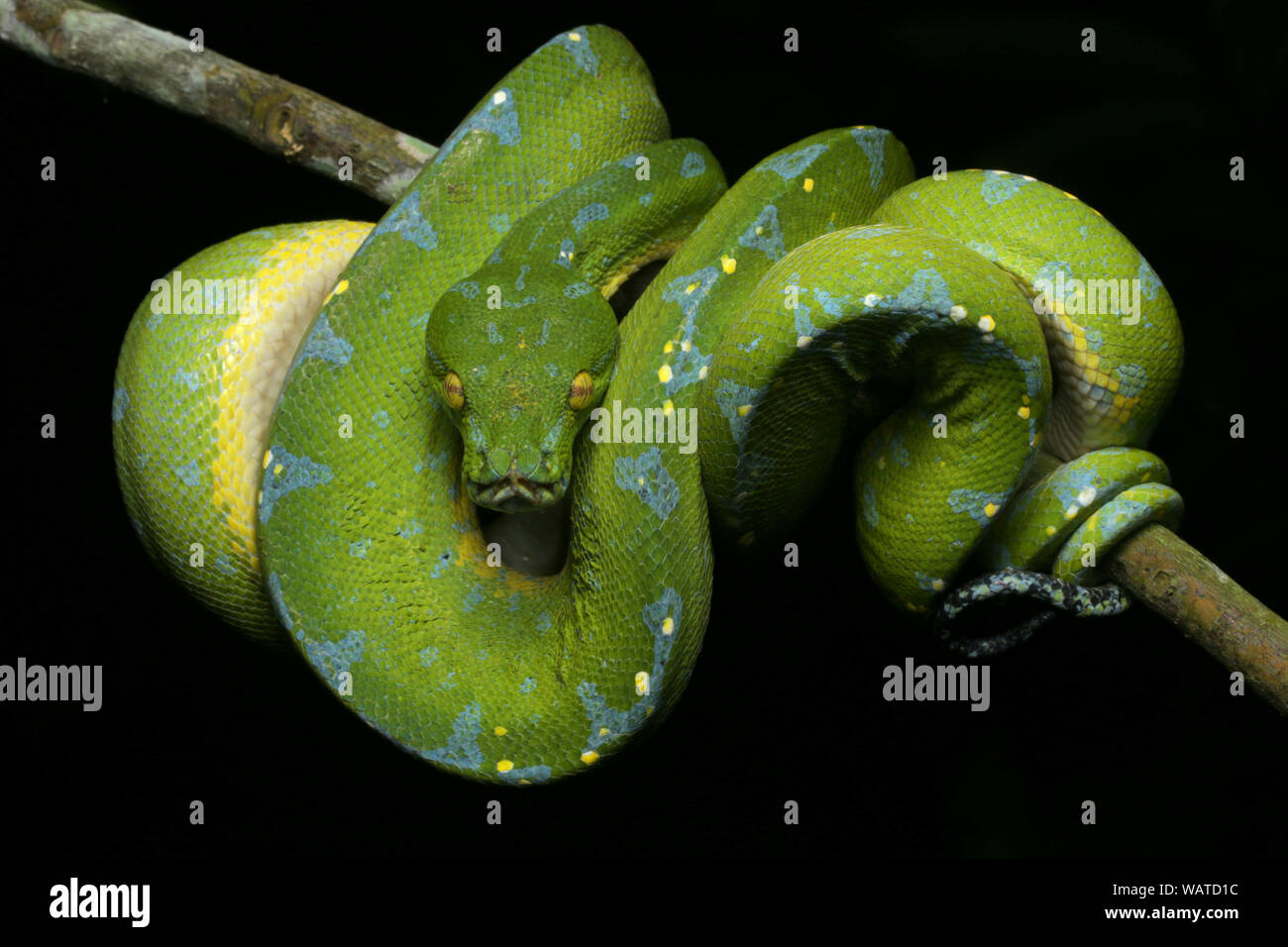 Green Tree Python, Chondropython viridis Banque D'Images