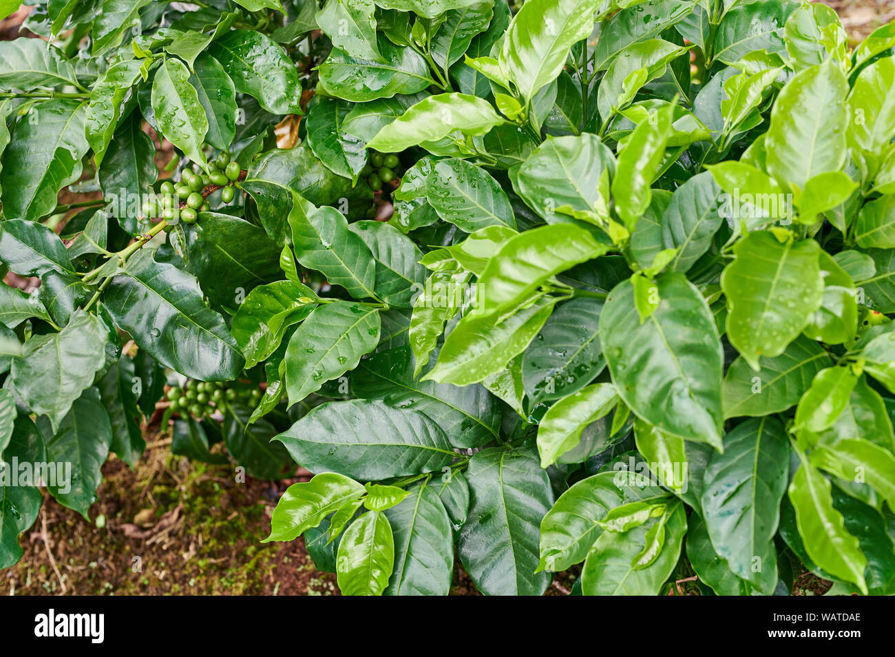 Les jeunes plantes de café avec fruits sains sur feuilles vertes contexte Banque D'Images