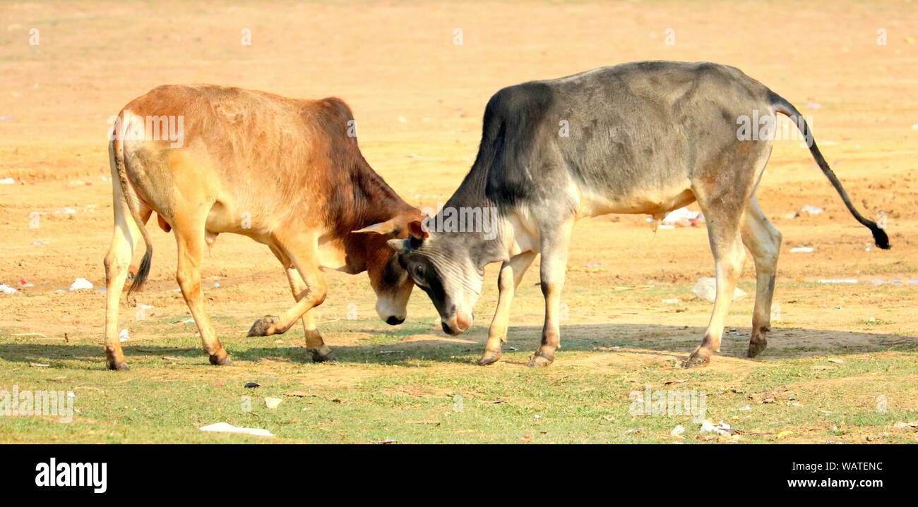 Deux vaches se battre sur le terrain. Banque D'Images