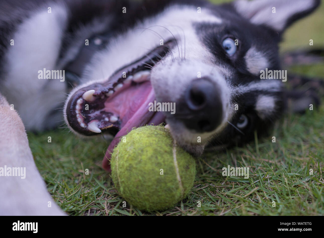 Husky ont une journée de plaisir avec la balle dans le jardin, d'une journée incroyable et d'avoir du plaisir. Banque D'Images
