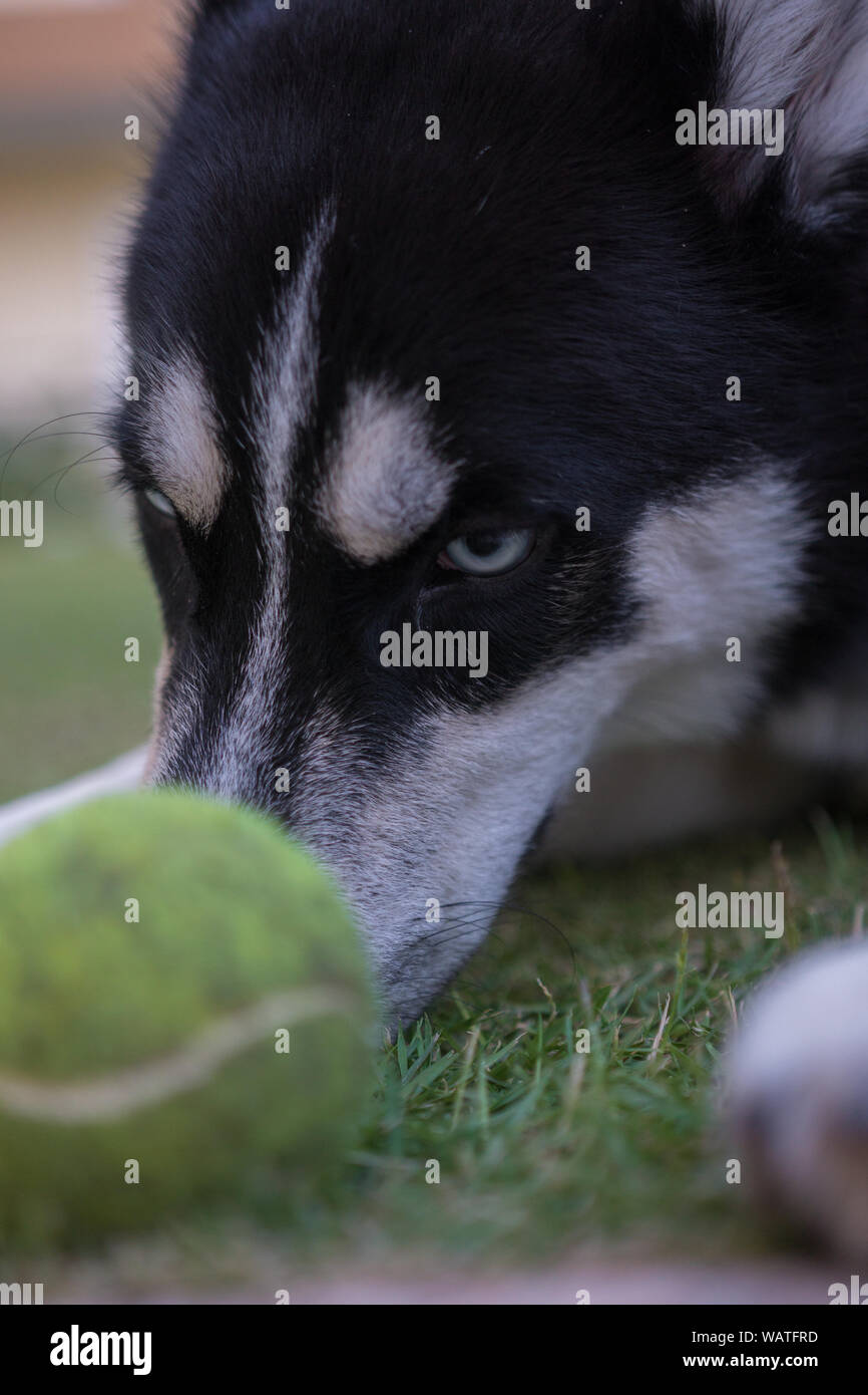 Husky ont une journée de plaisir avec la balle dans le jardin, d'une journée incroyable et d'avoir du plaisir. Banque D'Images